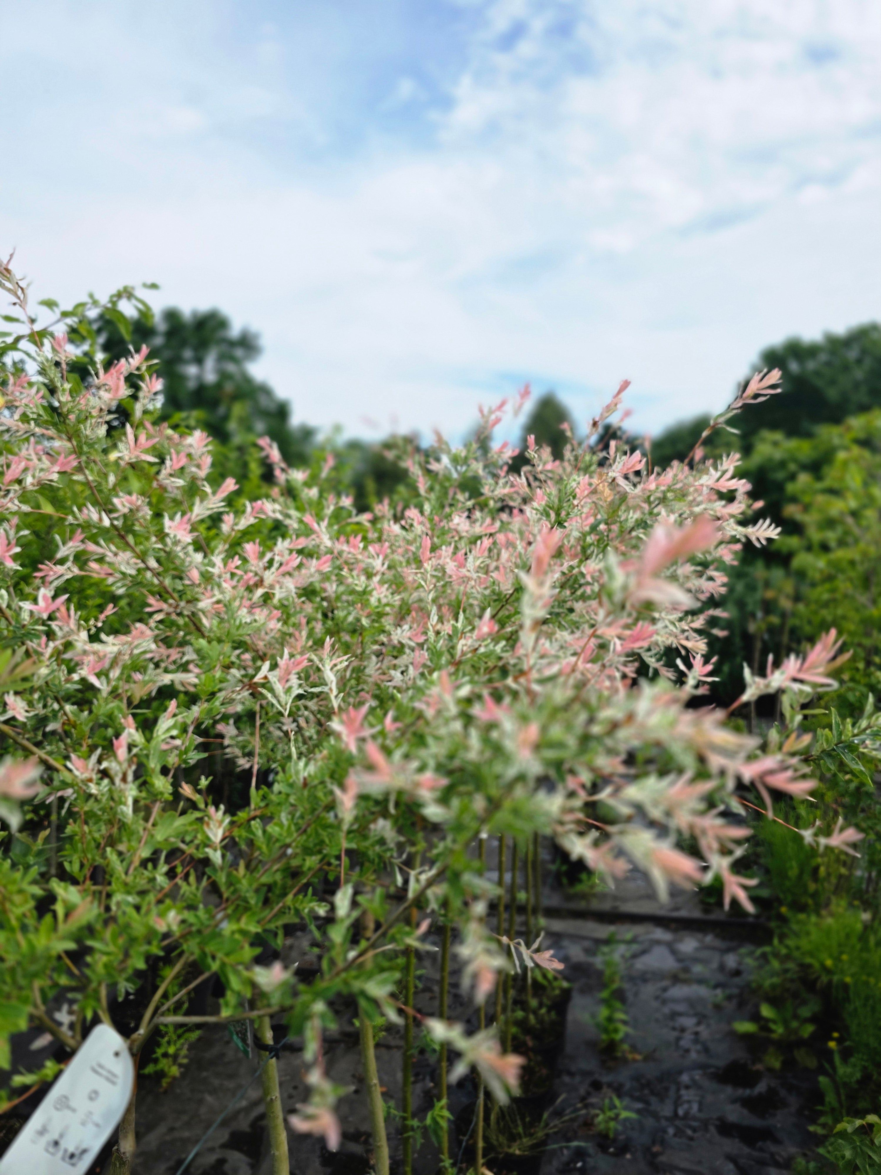 Zierweide 'Hakuro Nishiki' / Harlekinweide - Salix integra 'Hakuro Nishiki'