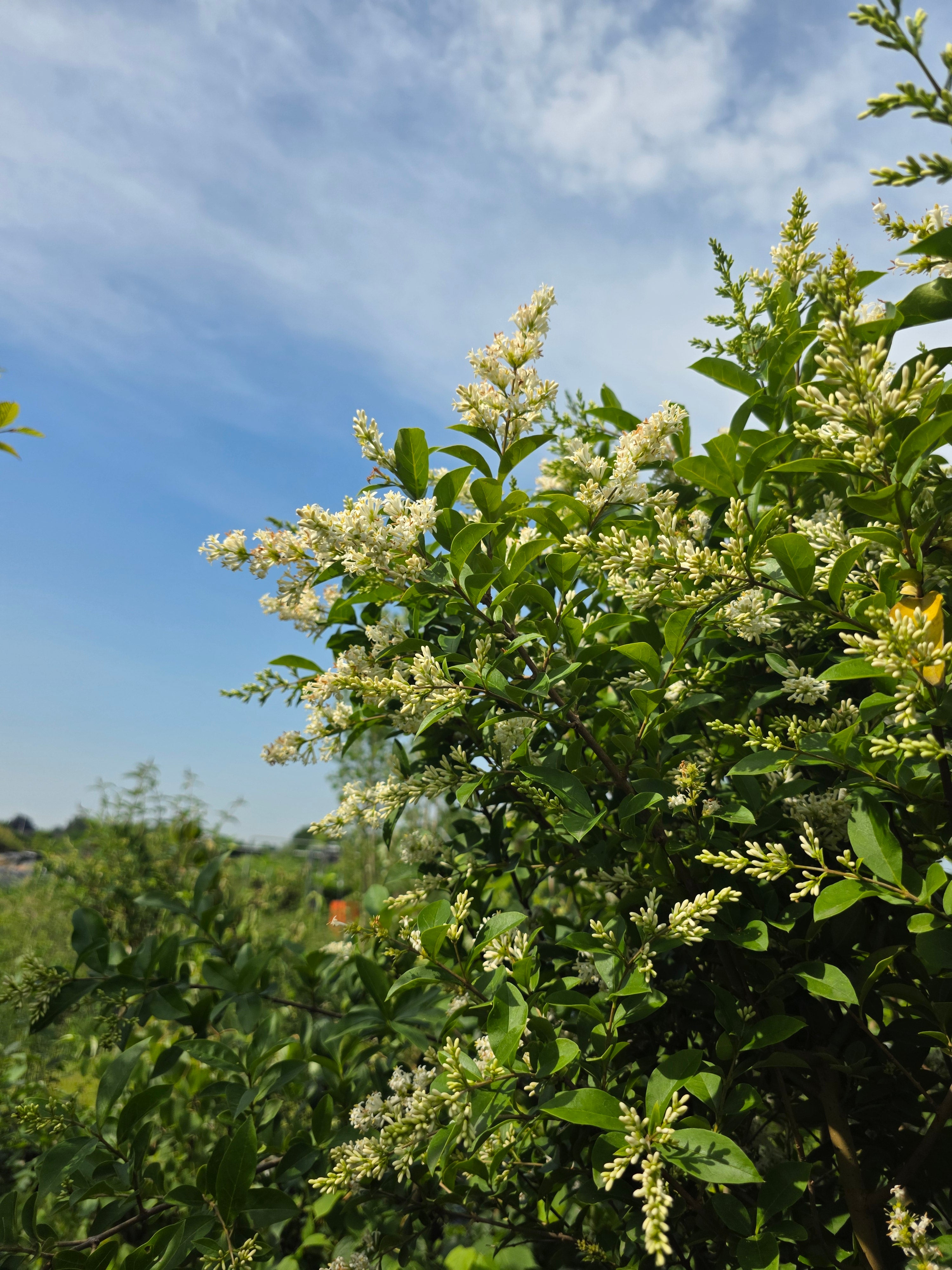 Gemeiner Liguster - Ligustrum vulgare