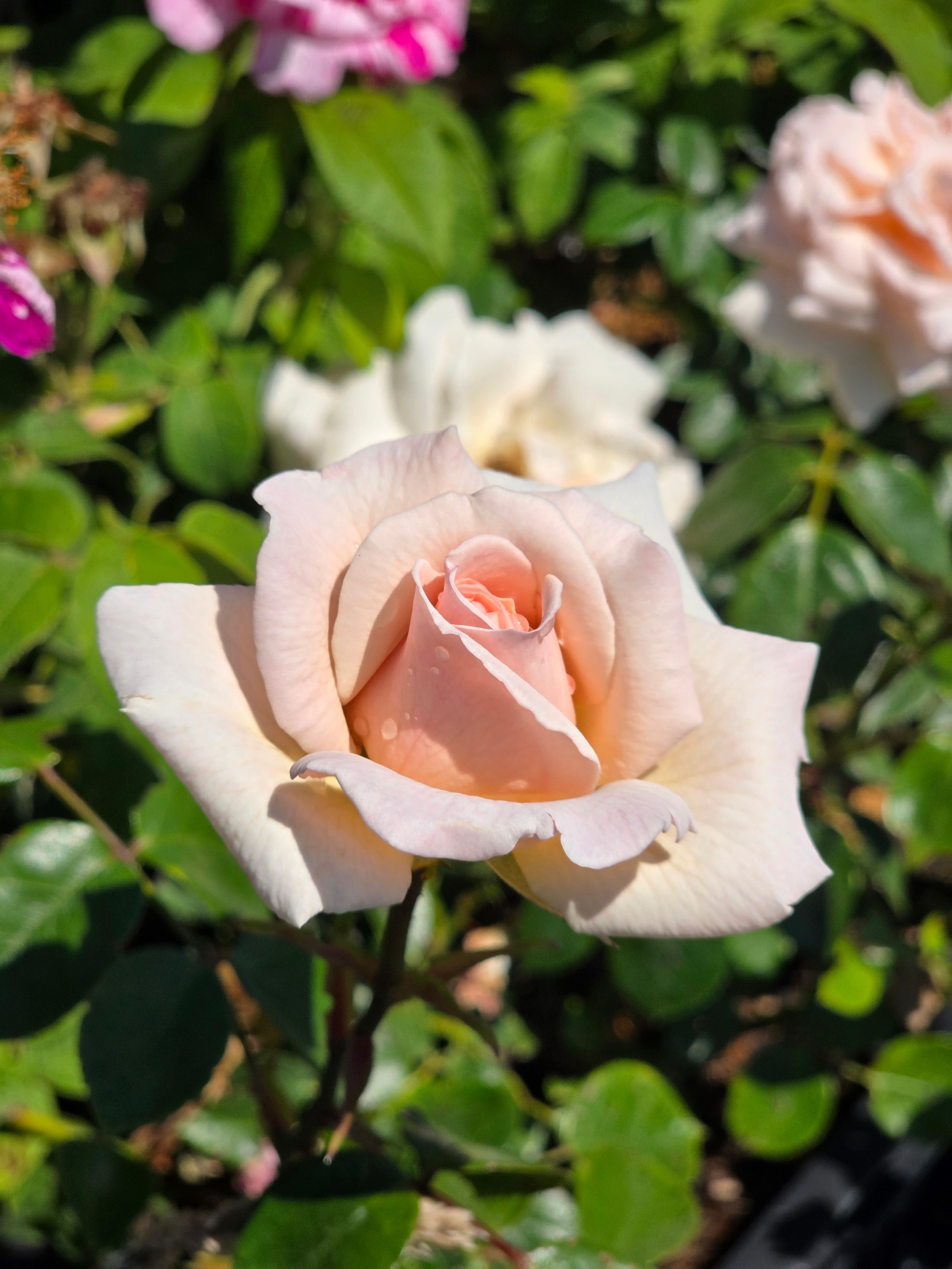 Kletterrose 'Penny Lane' ® - Rosa 'Penny Lane' ® KL