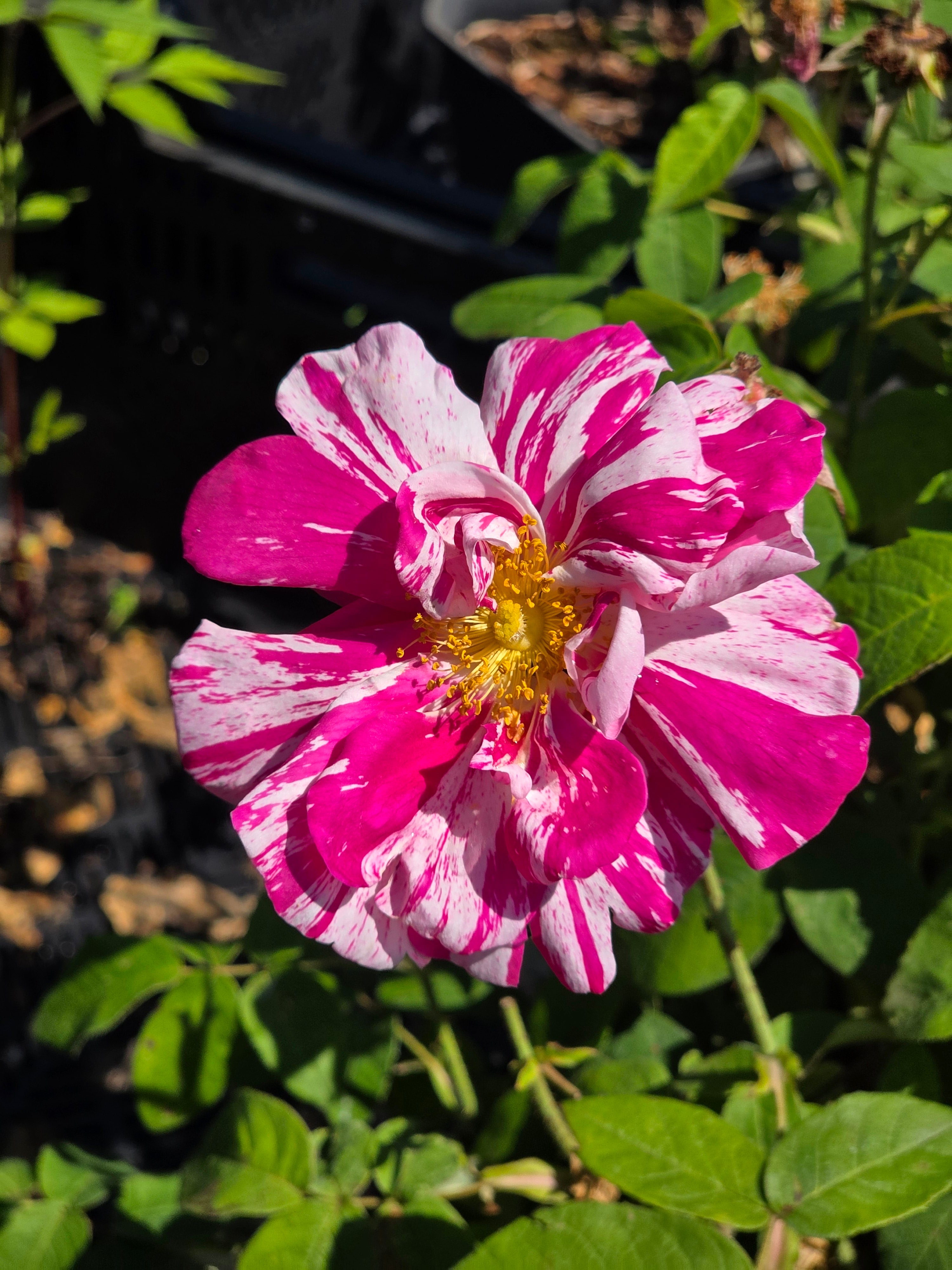 Strauchrose gallica 'Versicolor' - Rosa gallica 'Versicolor' STR
