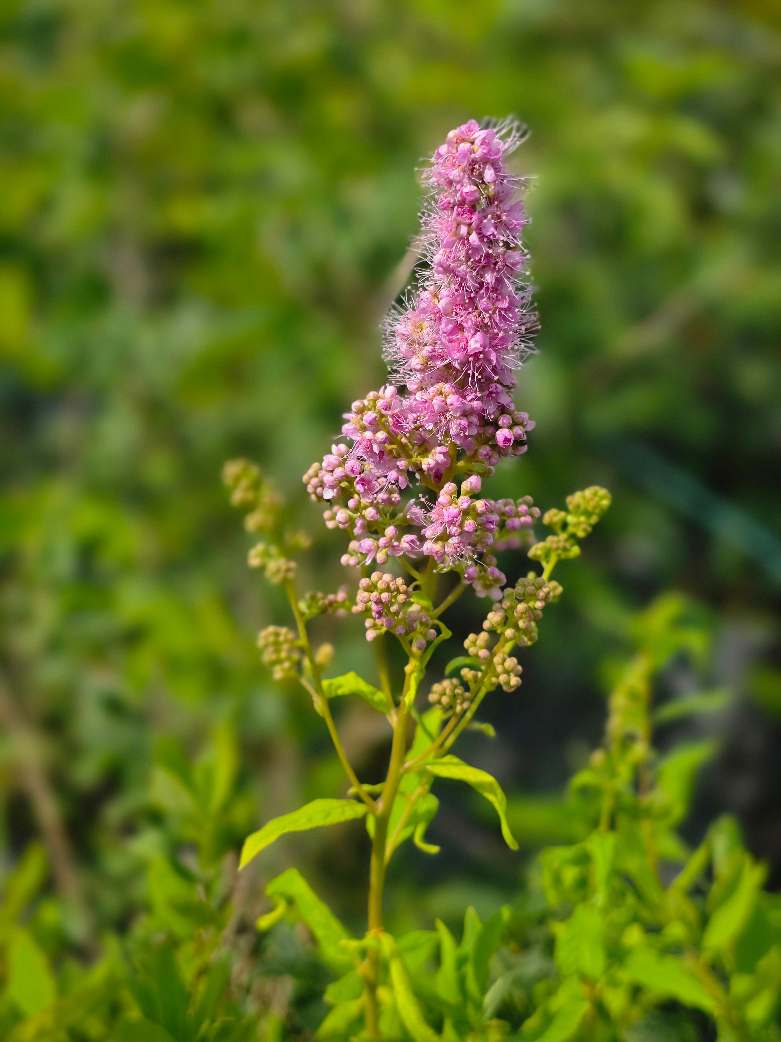Kolbenspiere 'Triumphans' - Spiraea billardii 'Triumphans'