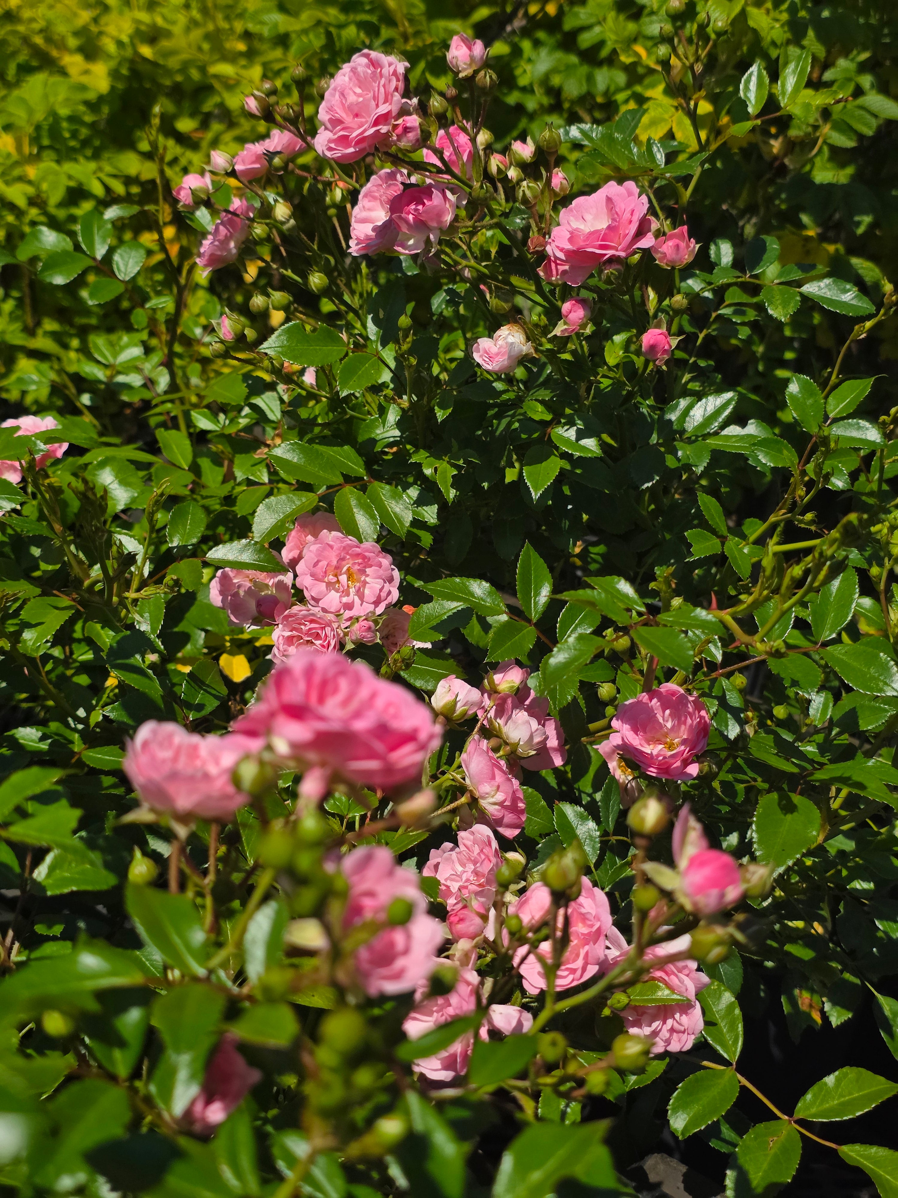 Englische Bodendeckende Rose 'The Fairy' - Rosa 'The Fairy' BDR