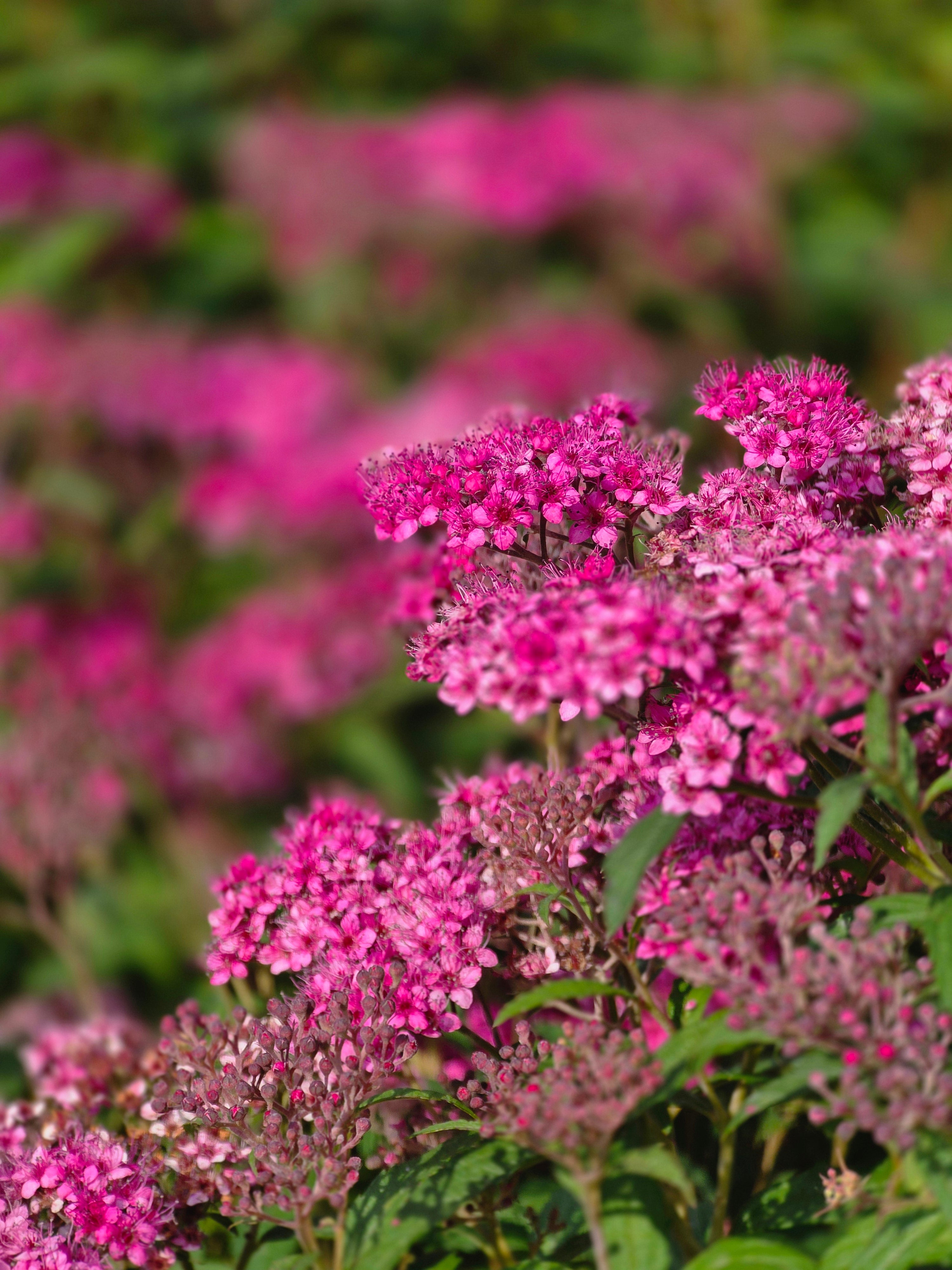 Rote Sommerspiere Anthony Waterer - Spiraea japonica 'Anthony Waterer'
