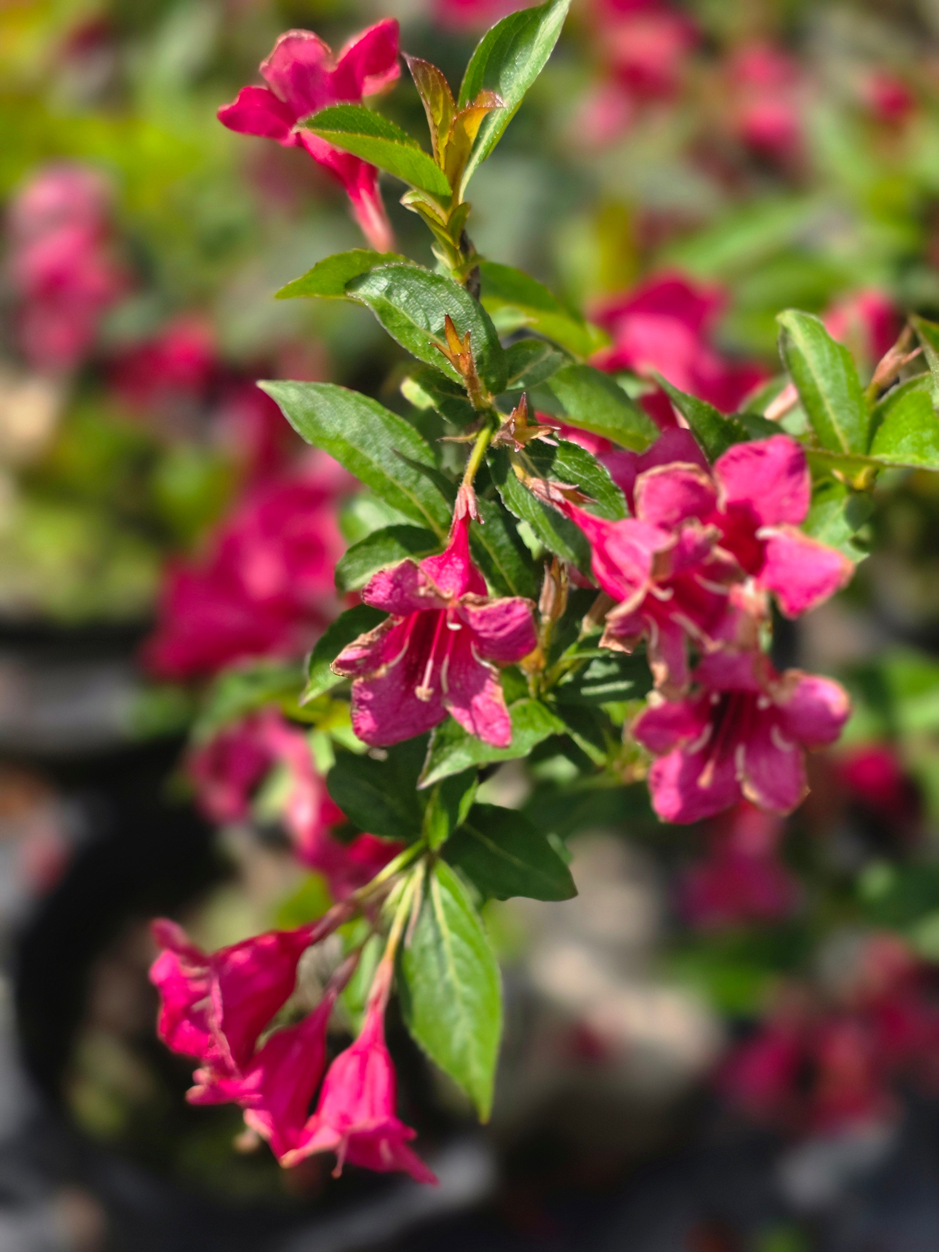 Weigelie 'Eva Rathke' - Weigela 'Eva Rathke'