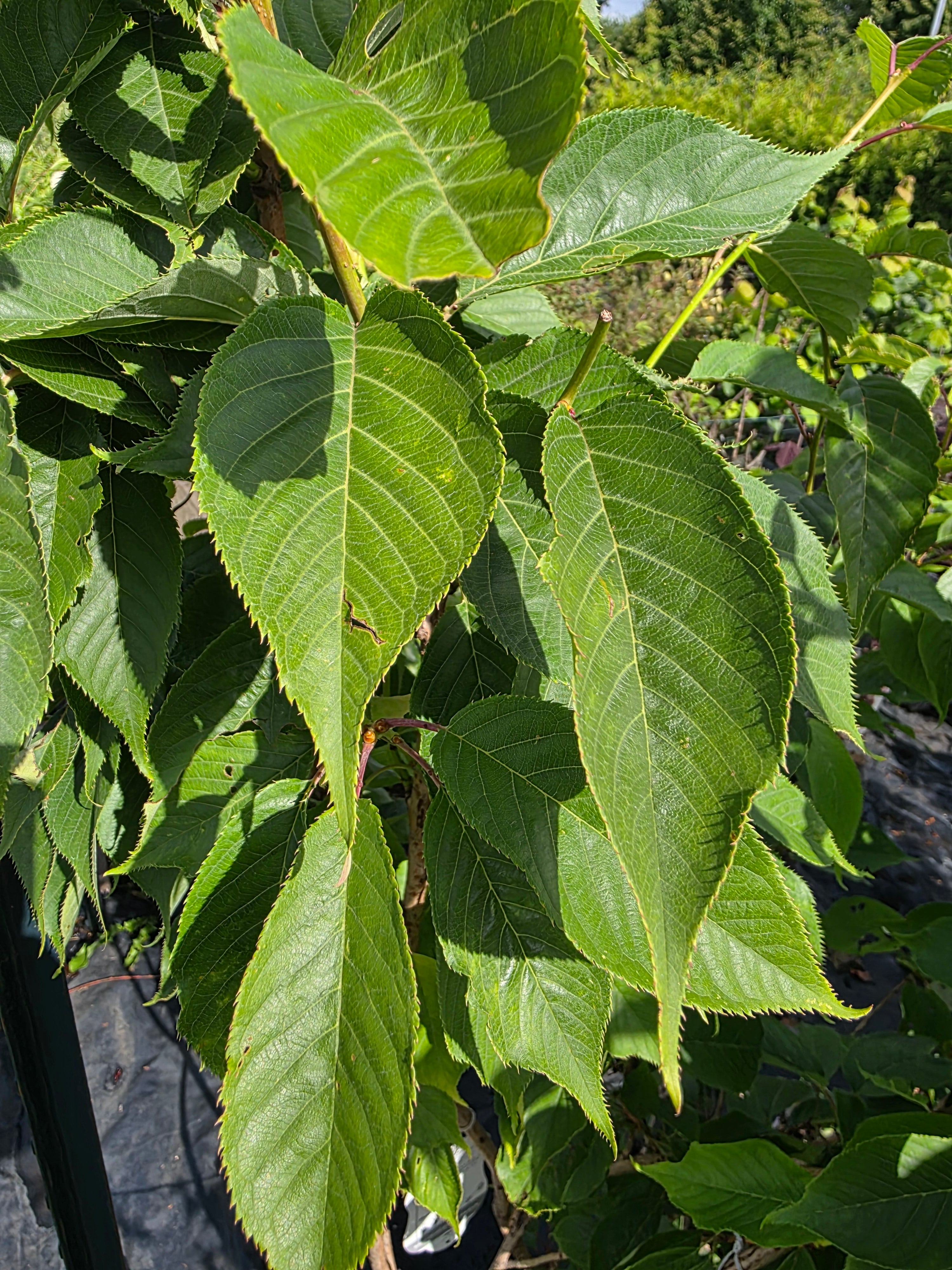 Japanische Nelkenkirsche 'Kanzan' - Prunus serrulata 'Kanzan' CAC