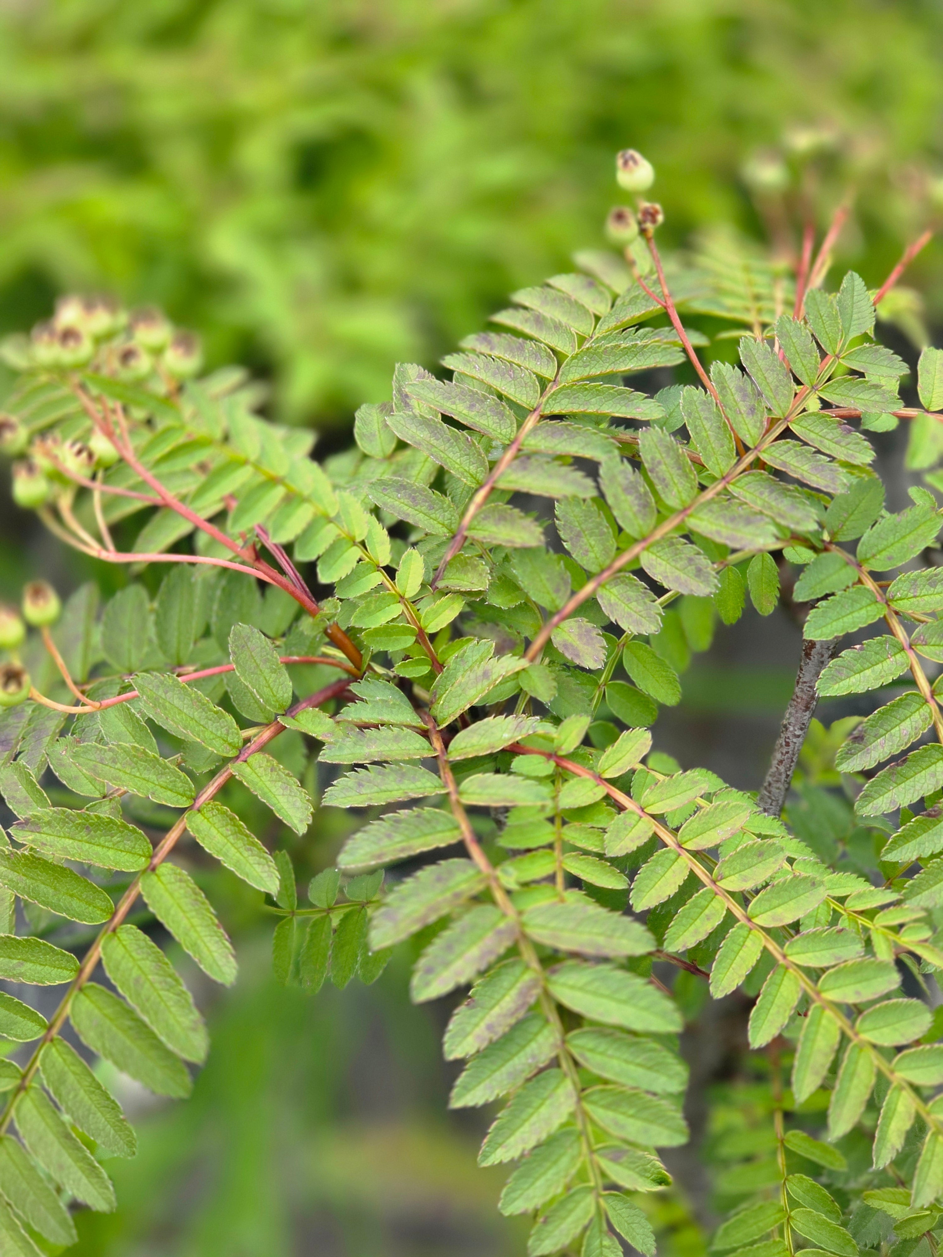Strauch-Eberesche - Sorbus koehneana