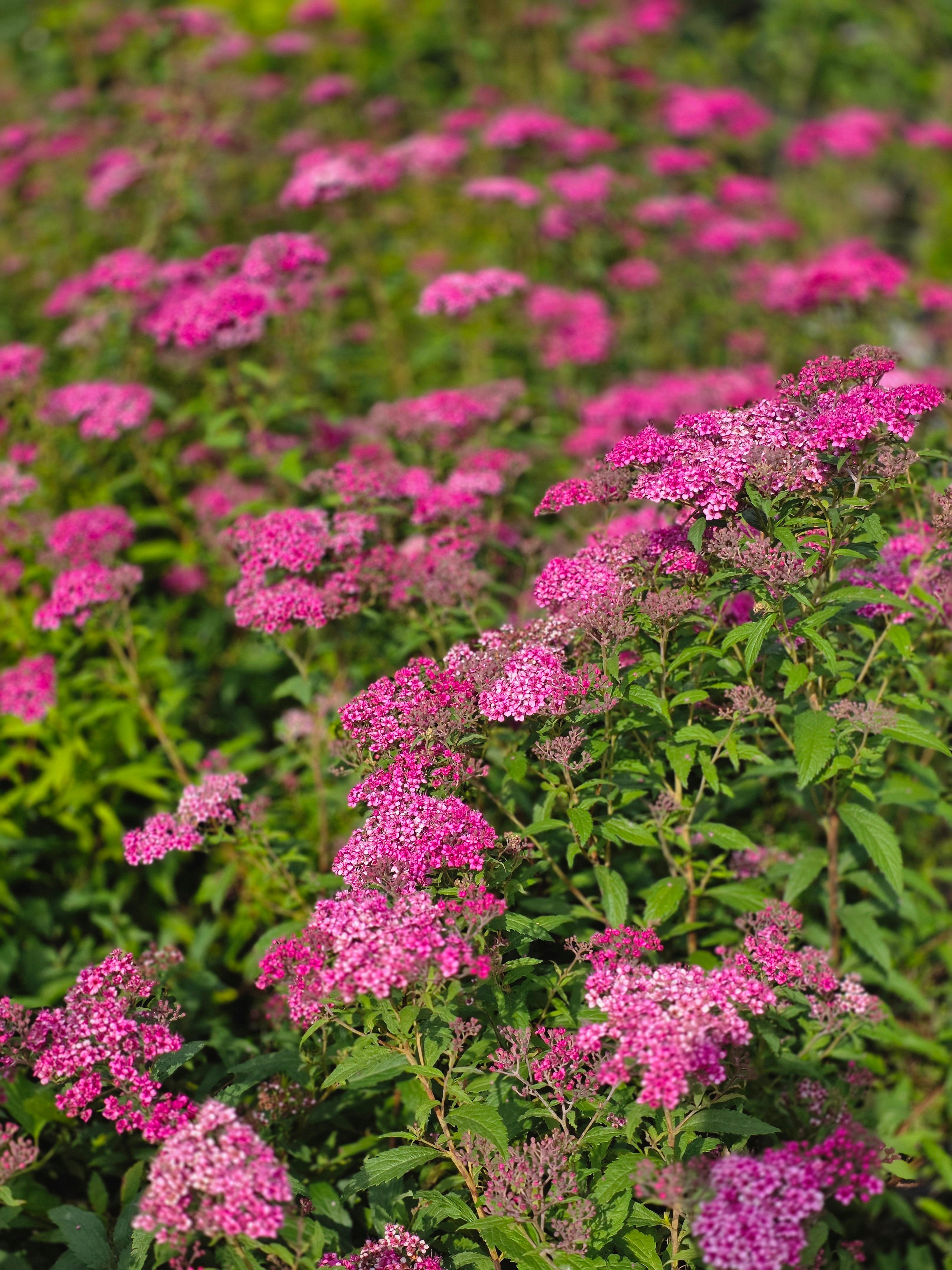 Rote Sommerspiere Anthony Waterer - Spiraea japonica 'Anthony Waterer'