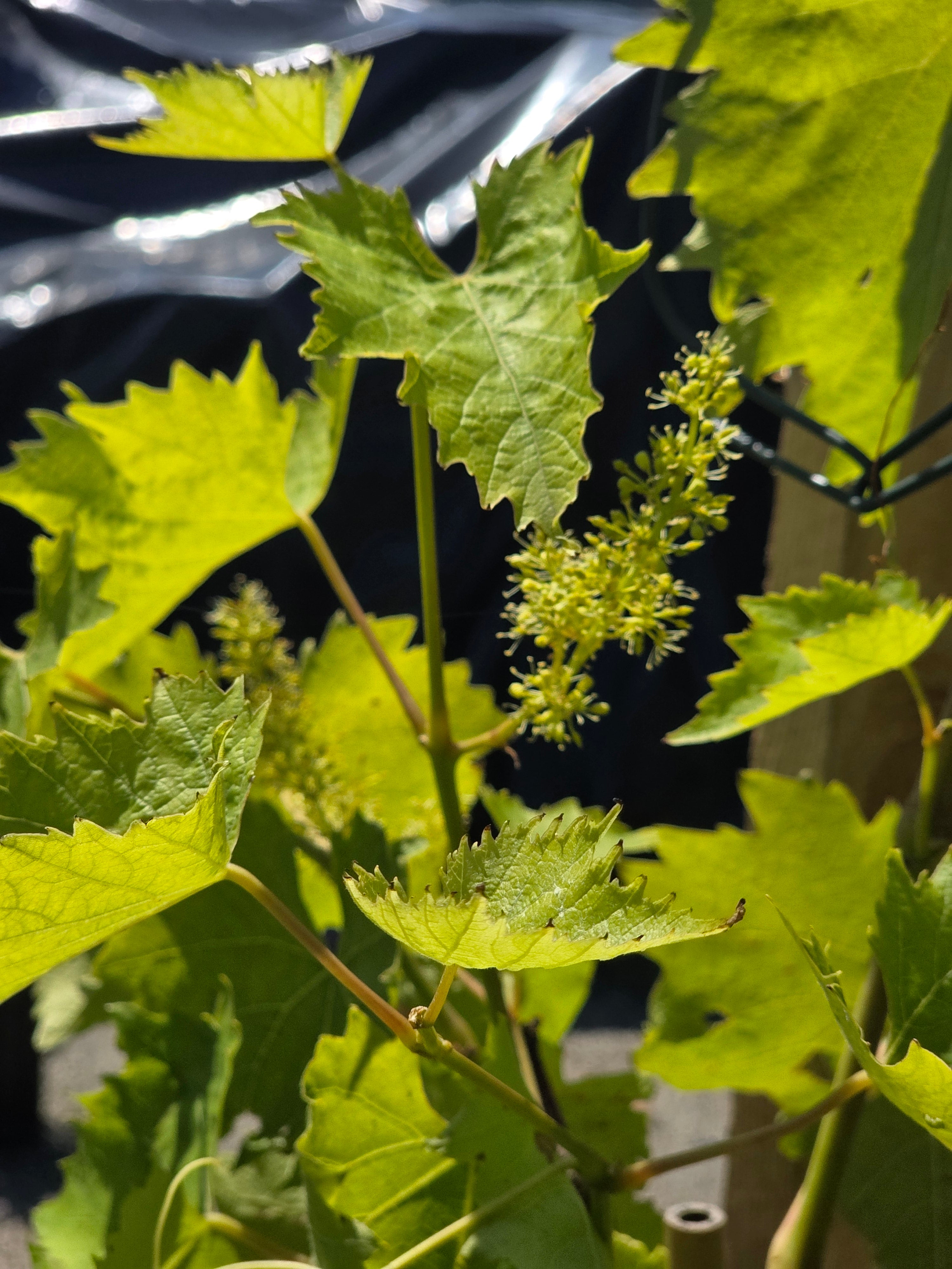 Tafeltraube 'Muscat bleu' - Vitis 'Muscat bleu'