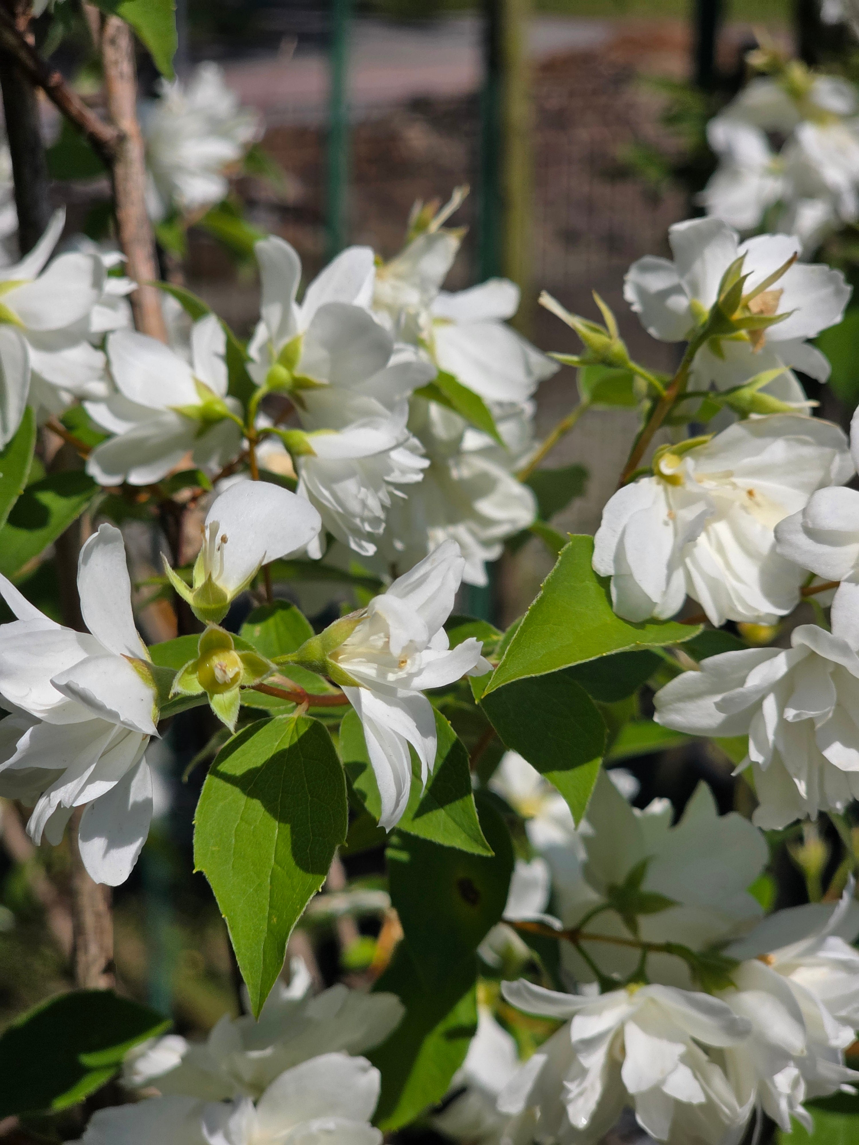 Gefüllter Gartenjasmin - Philadelphus 'Virginal'