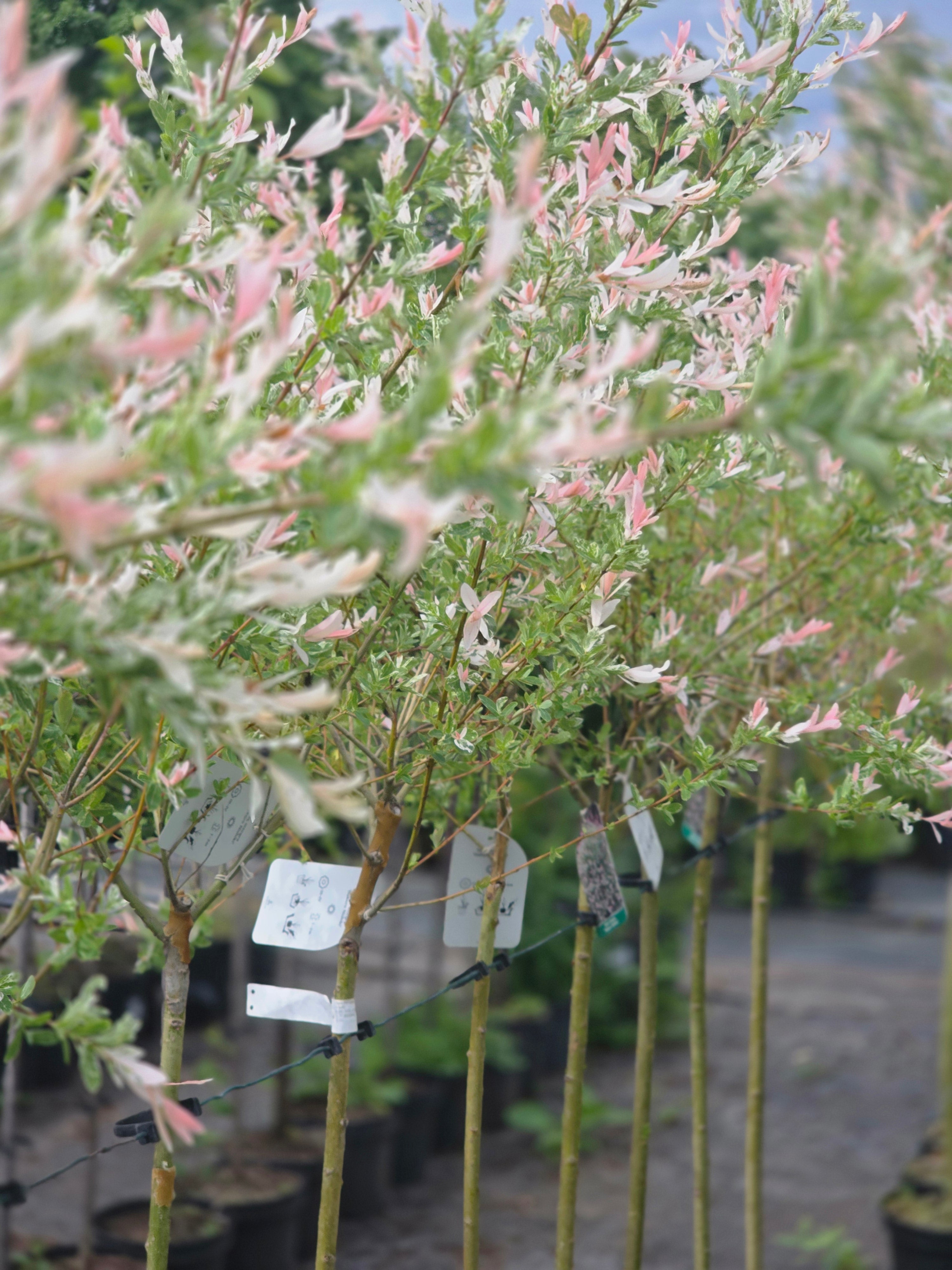 Zierweide 'Hakuro Nishiki' / Harlekinweide - Salix integra 'Hakuro Nishiki'