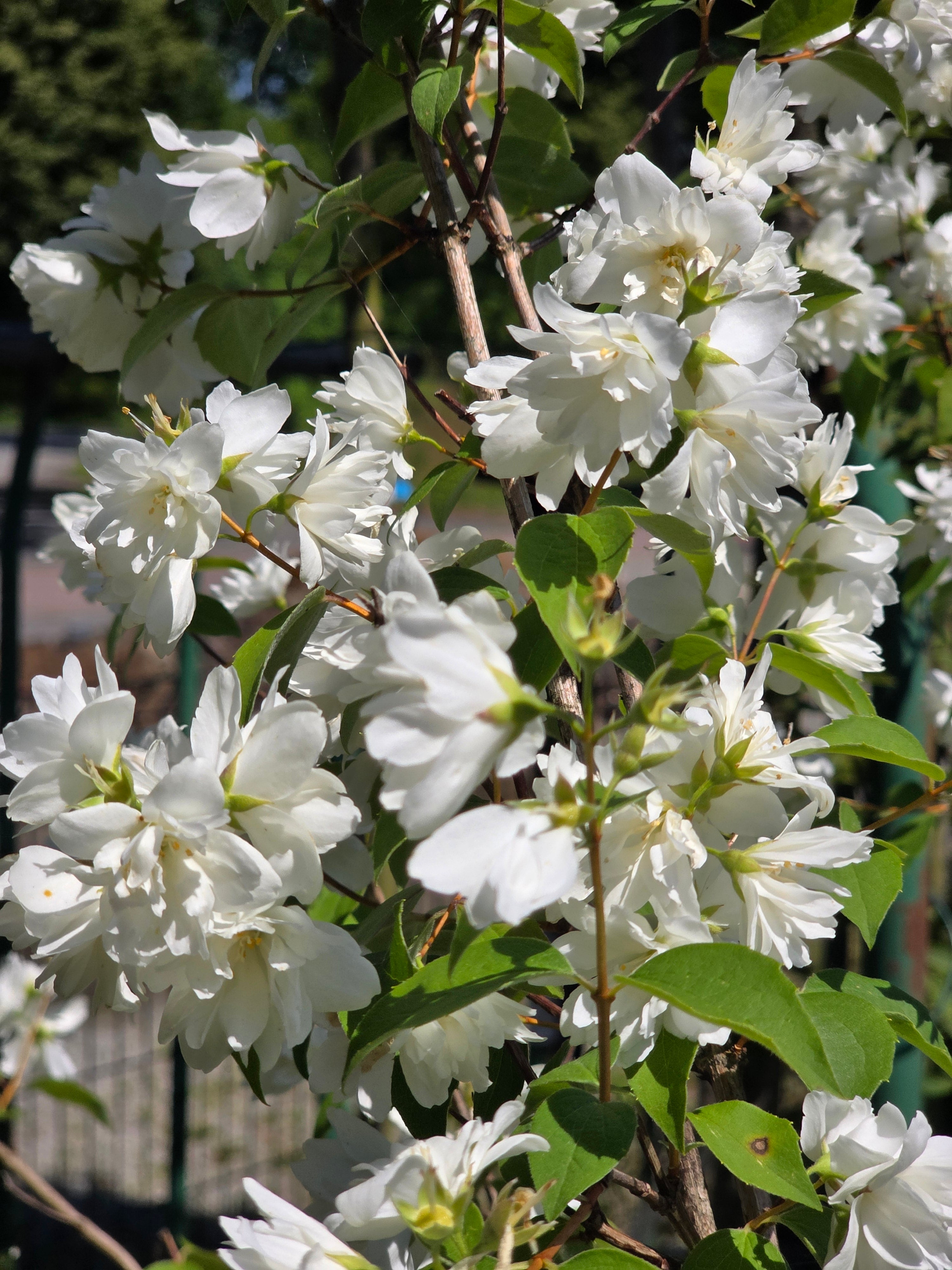 Gefüllter Gartenjasmin - Philadelphus 'Virginal'