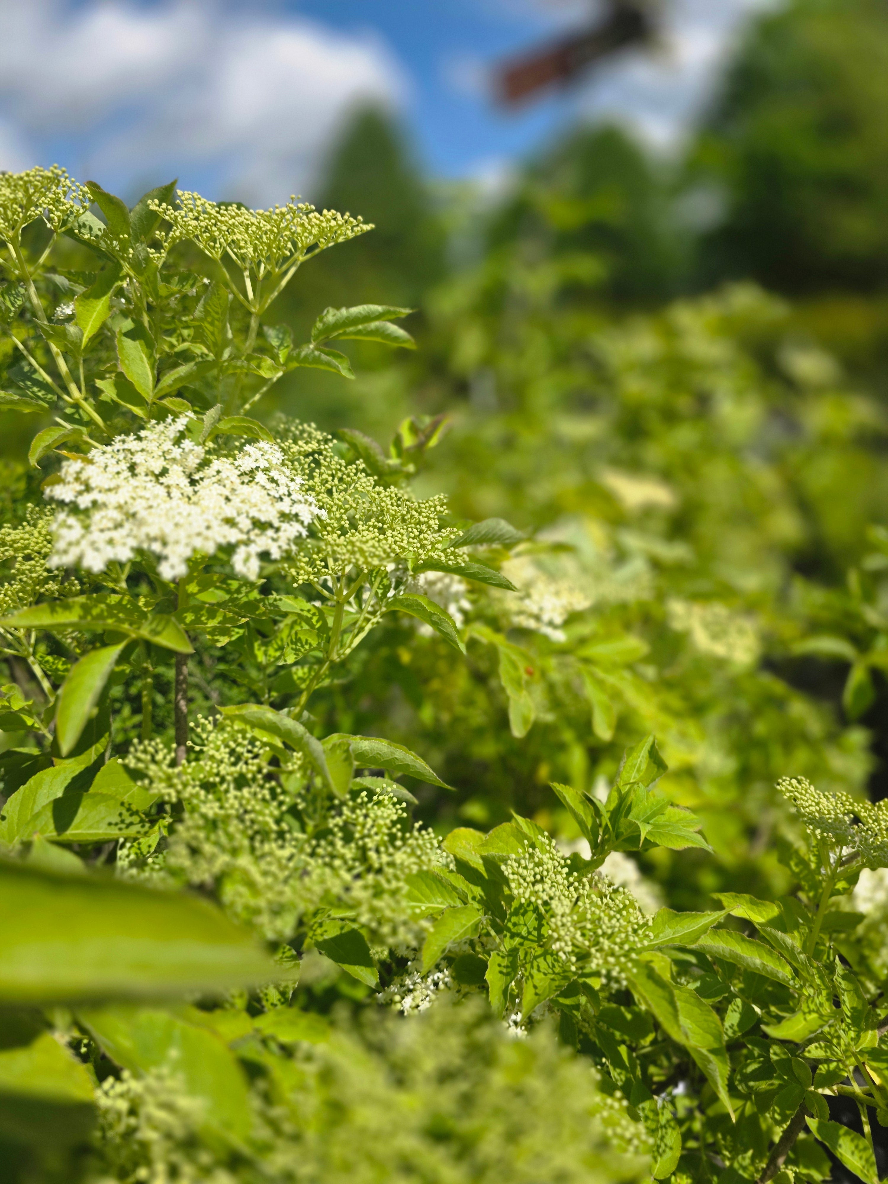 Schwarzer Holunder - Sambucus nigra