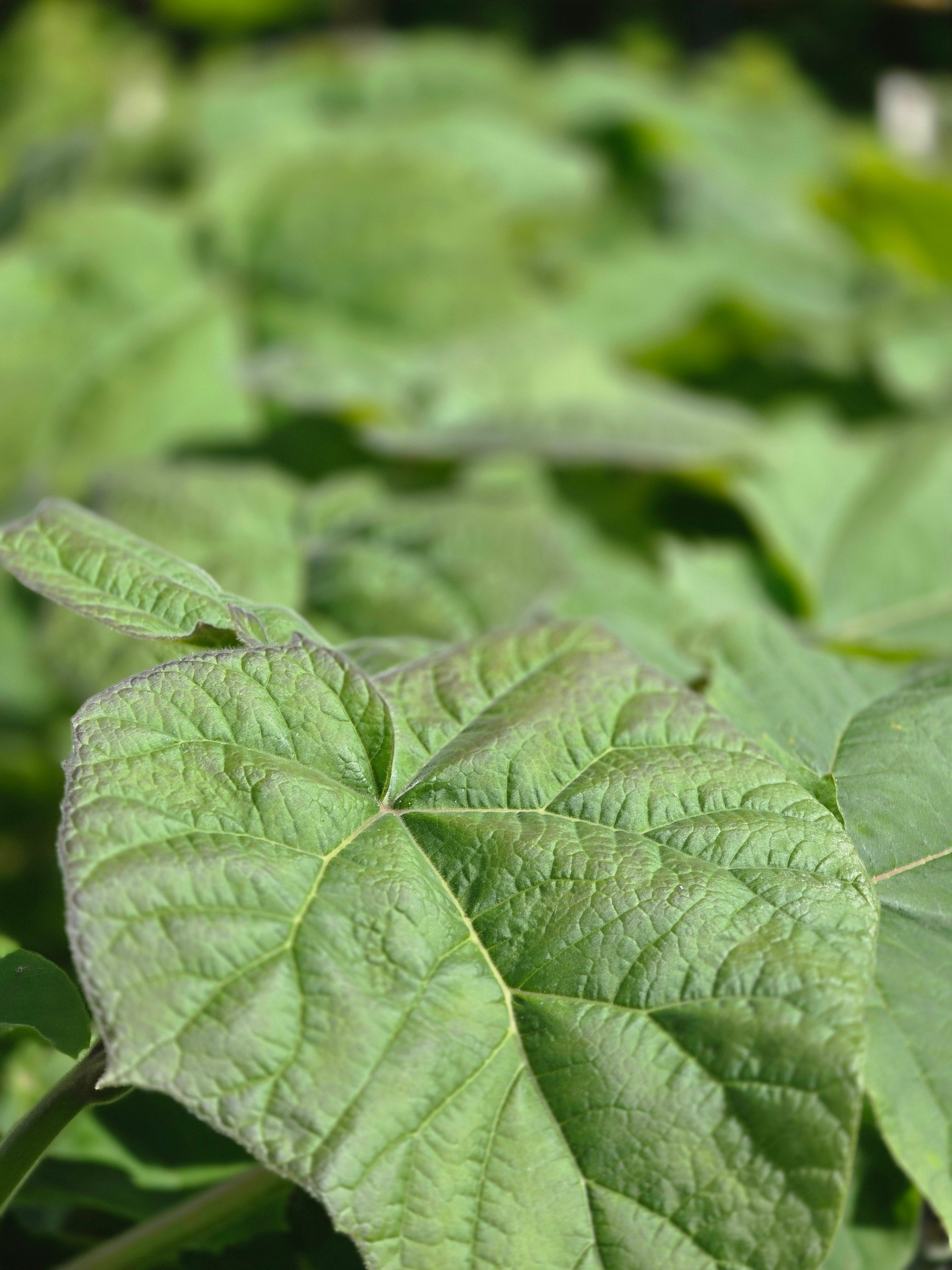 Blauglockenbaum - Paulownia tomentosa