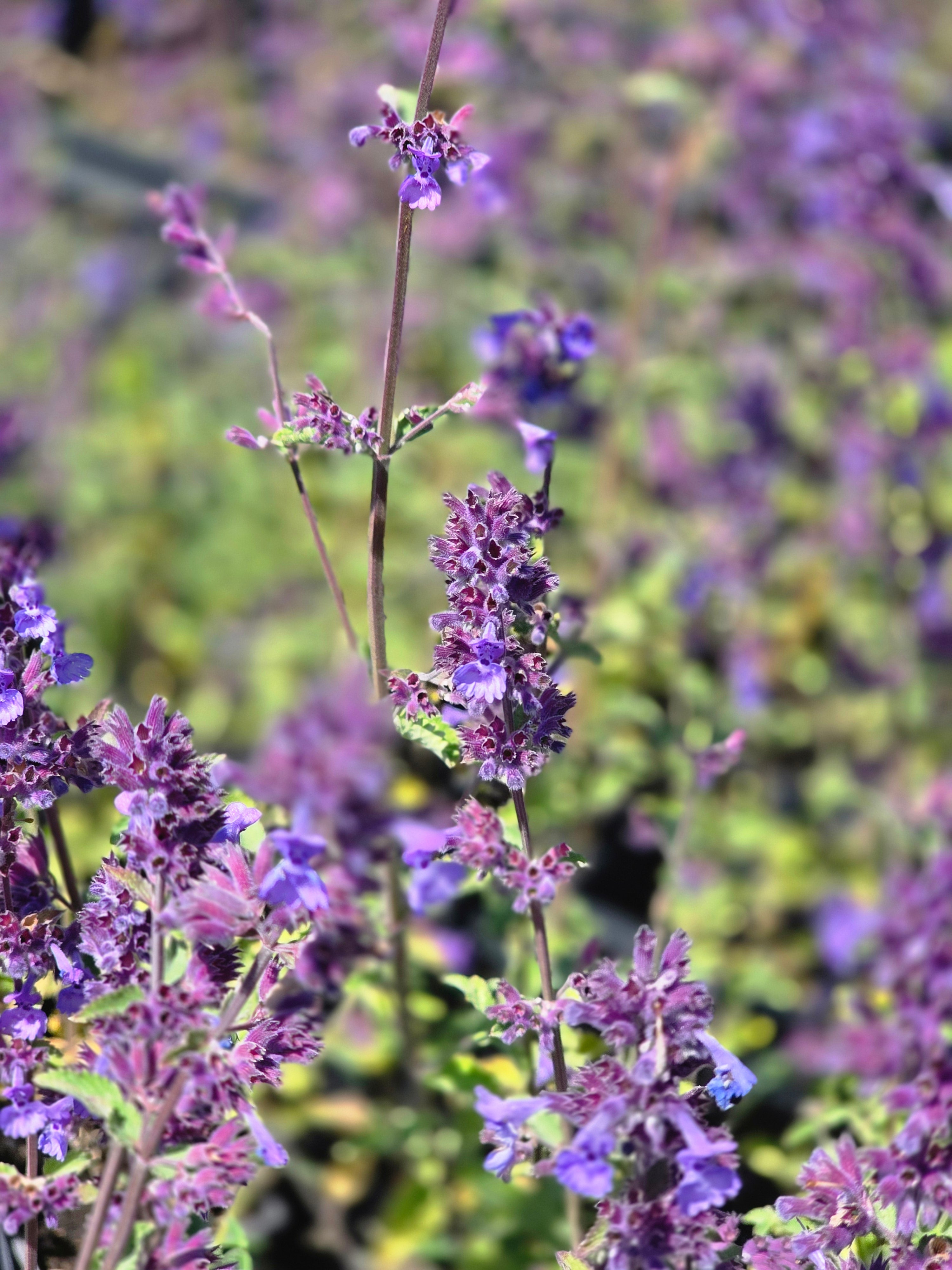 Echter Lavendel - Lavandula angustifolia
