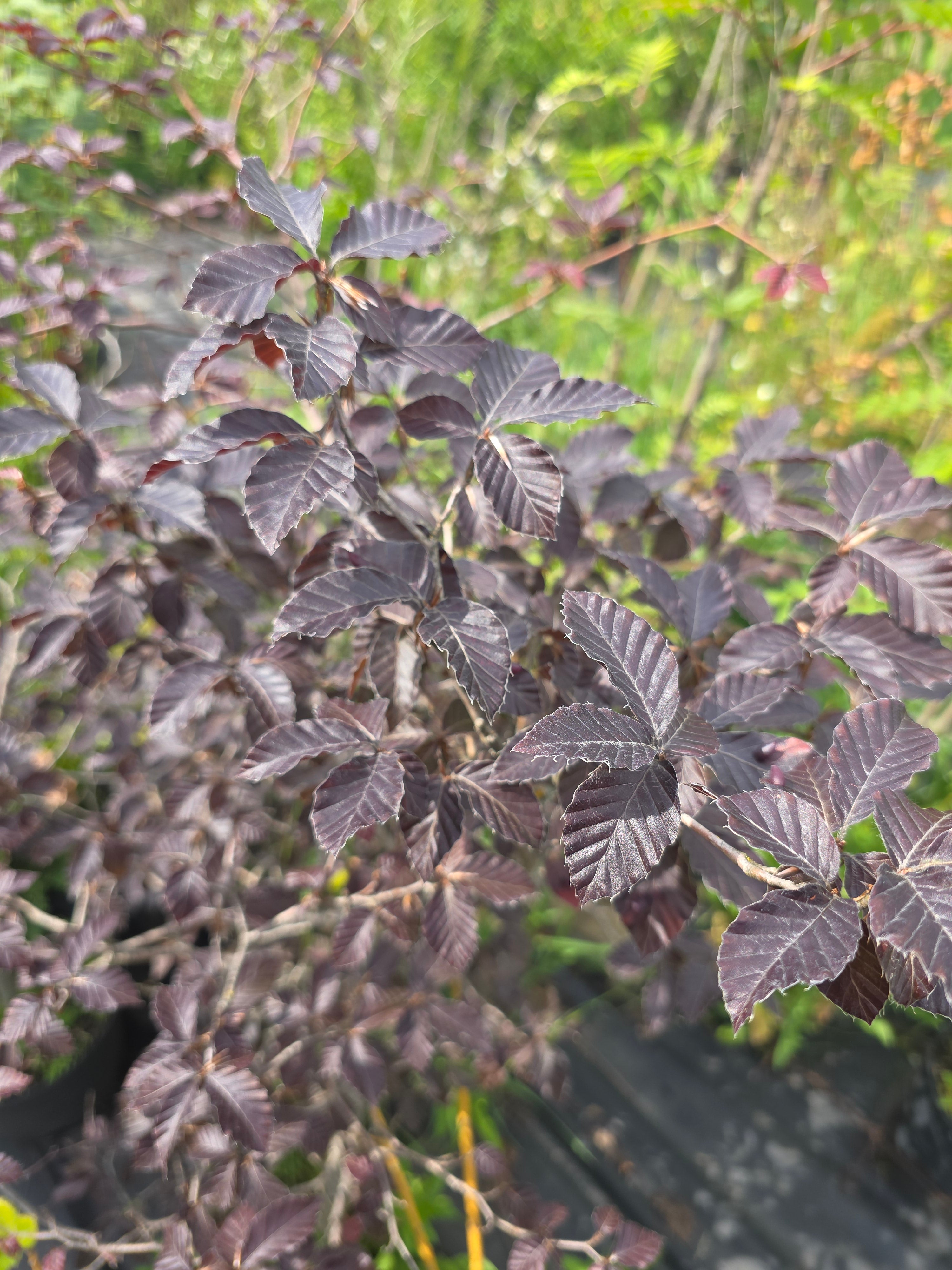 Blutbuche Veredelung - Fagus sylvatica 'Atropunicea'