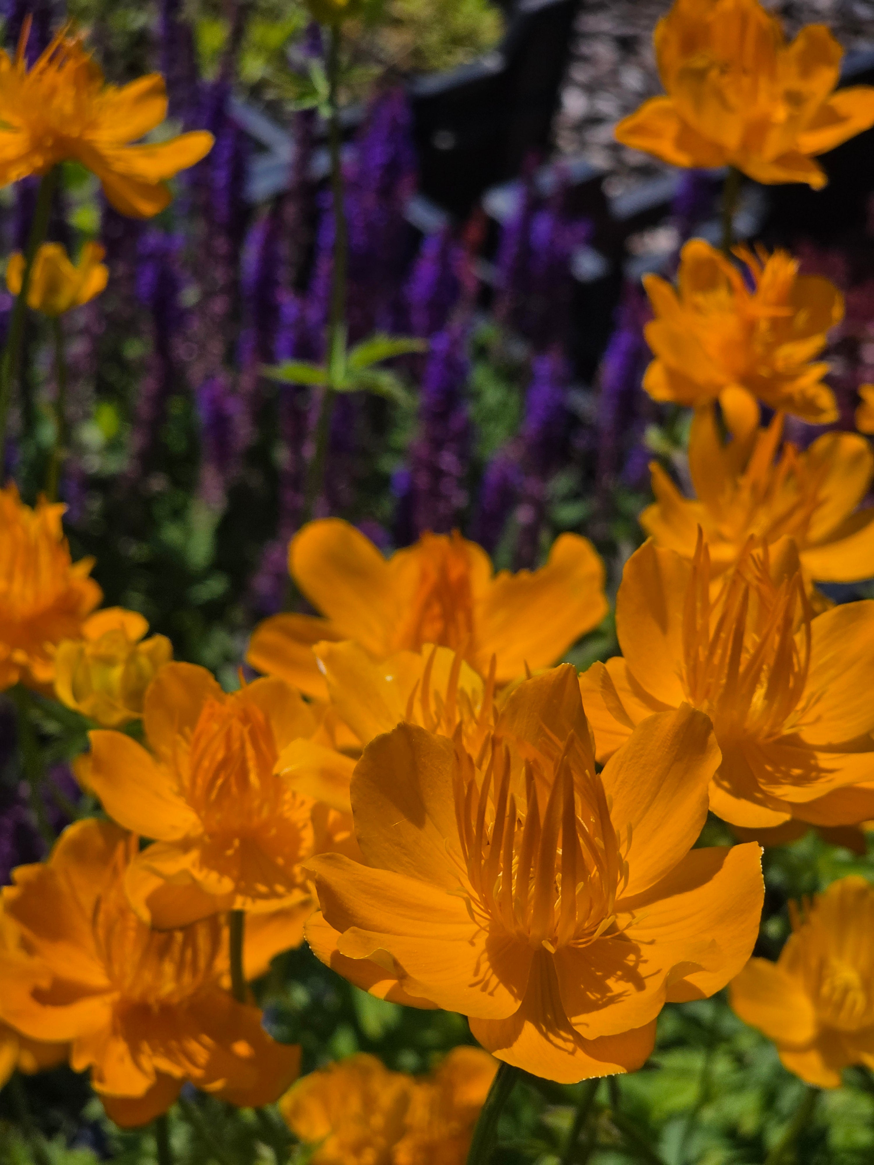 Garten-Trollblume - Trollius chinensis 'Golden Queen'