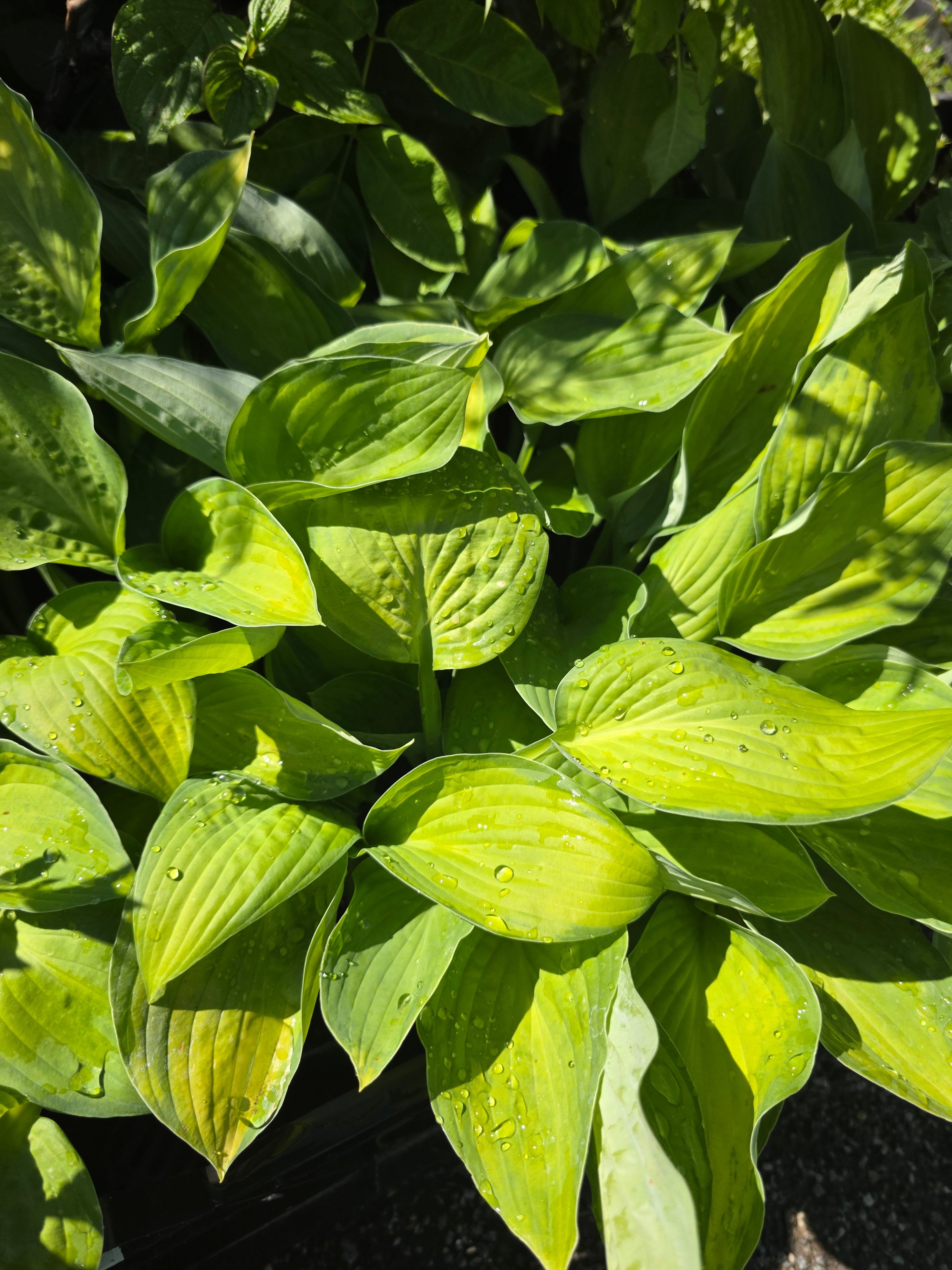 Graublättrige, gelbgrüne Garten-Funkie Gold Standard - Hosta x fortunei 'Gold Standard'