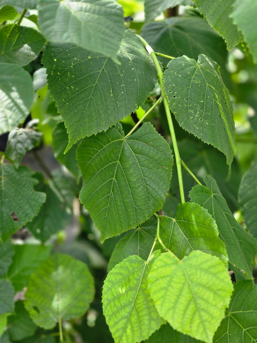 Großblättrige Sommerlinde - Tilia platyphyllos