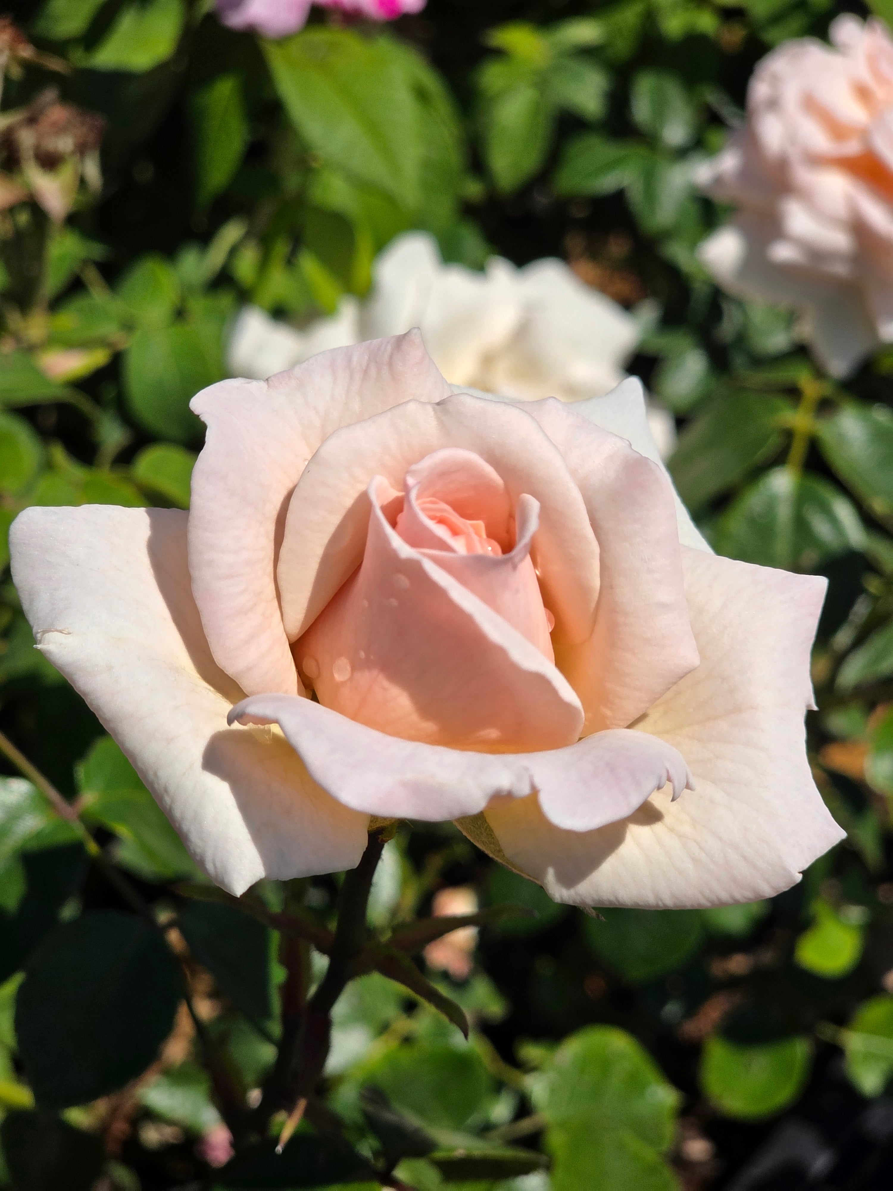 Kletterrose 'Penny Lane' ® - Rosa 'Penny Lane' ® KL