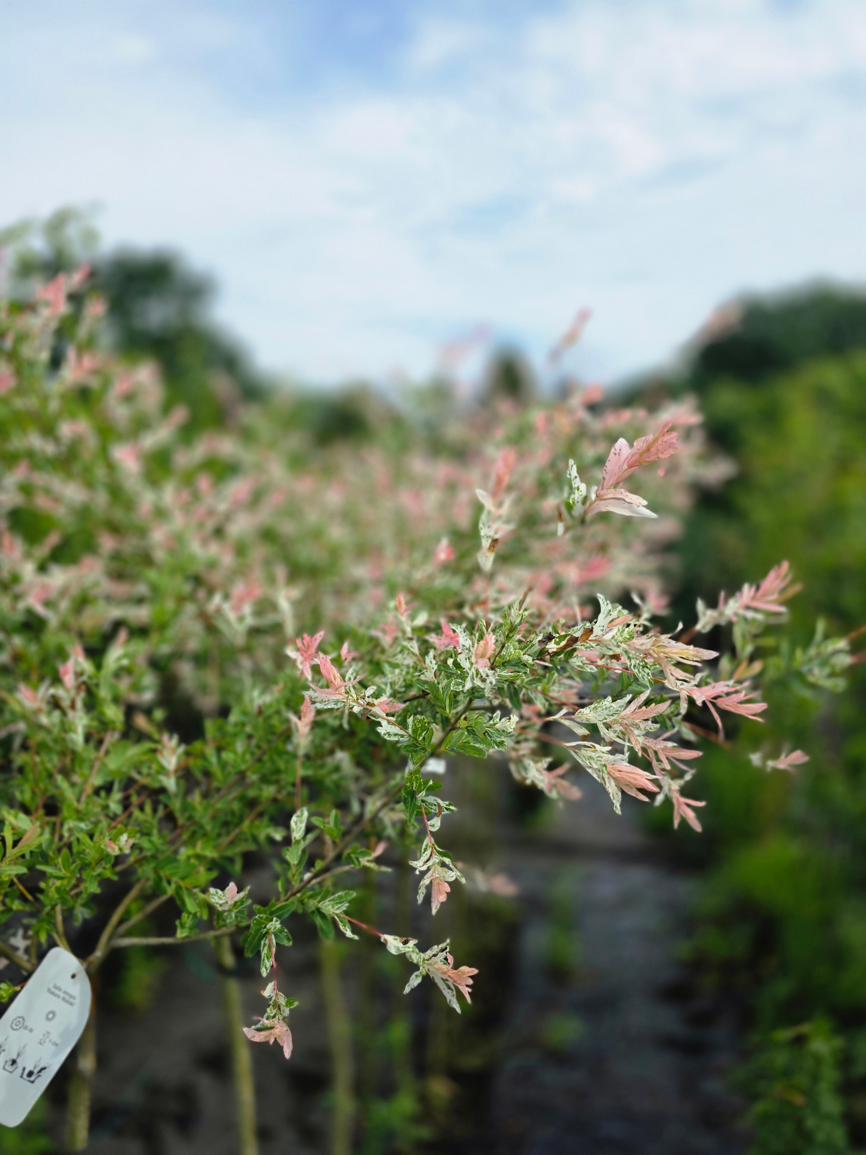 Zierweide 'Hakuro Nishiki' / Harlekinweide - Salix integra 'Hakuro Nishiki'