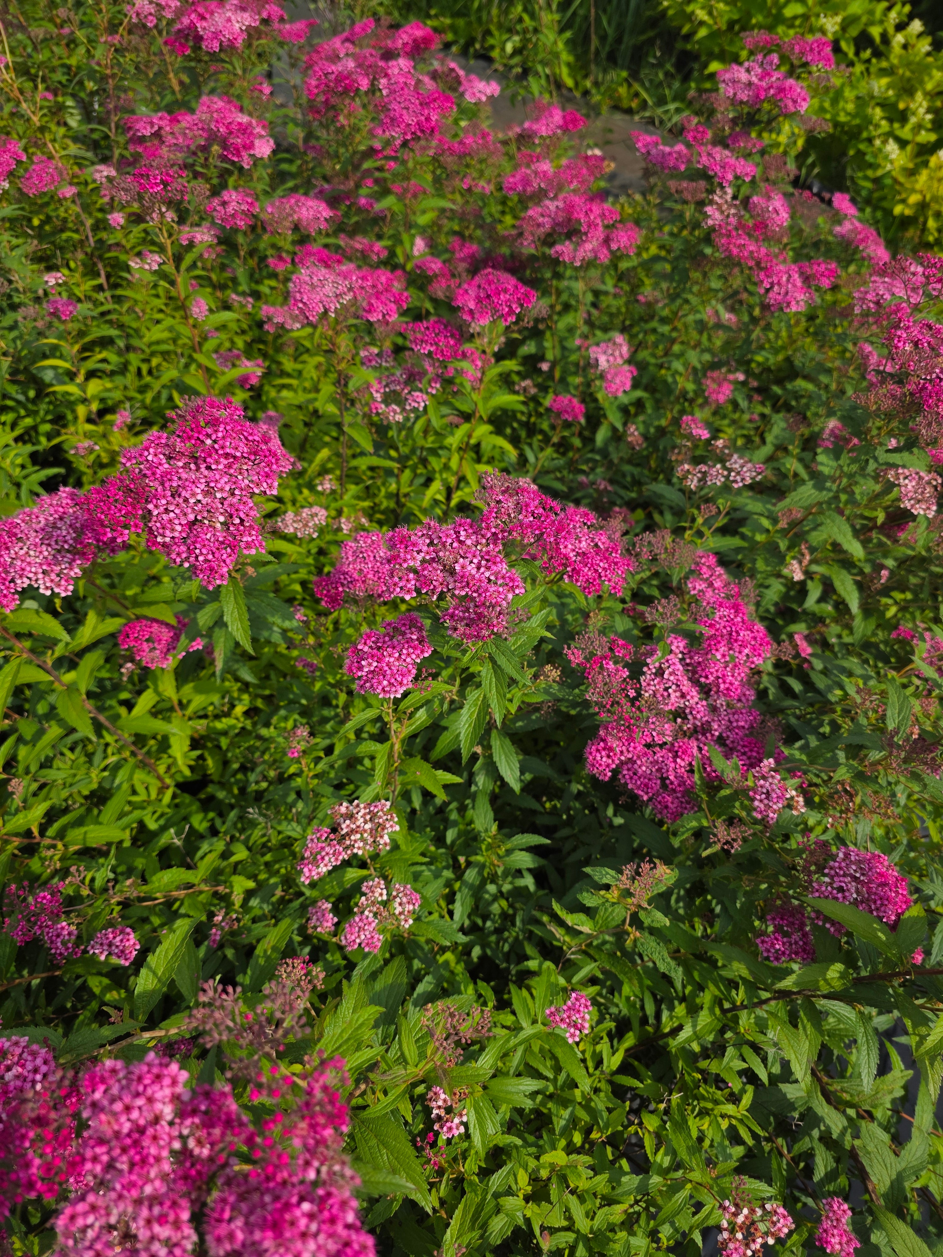Rote Sommerspiere Anthony Waterer - Spiraea japonica 'Anthony Waterer'
