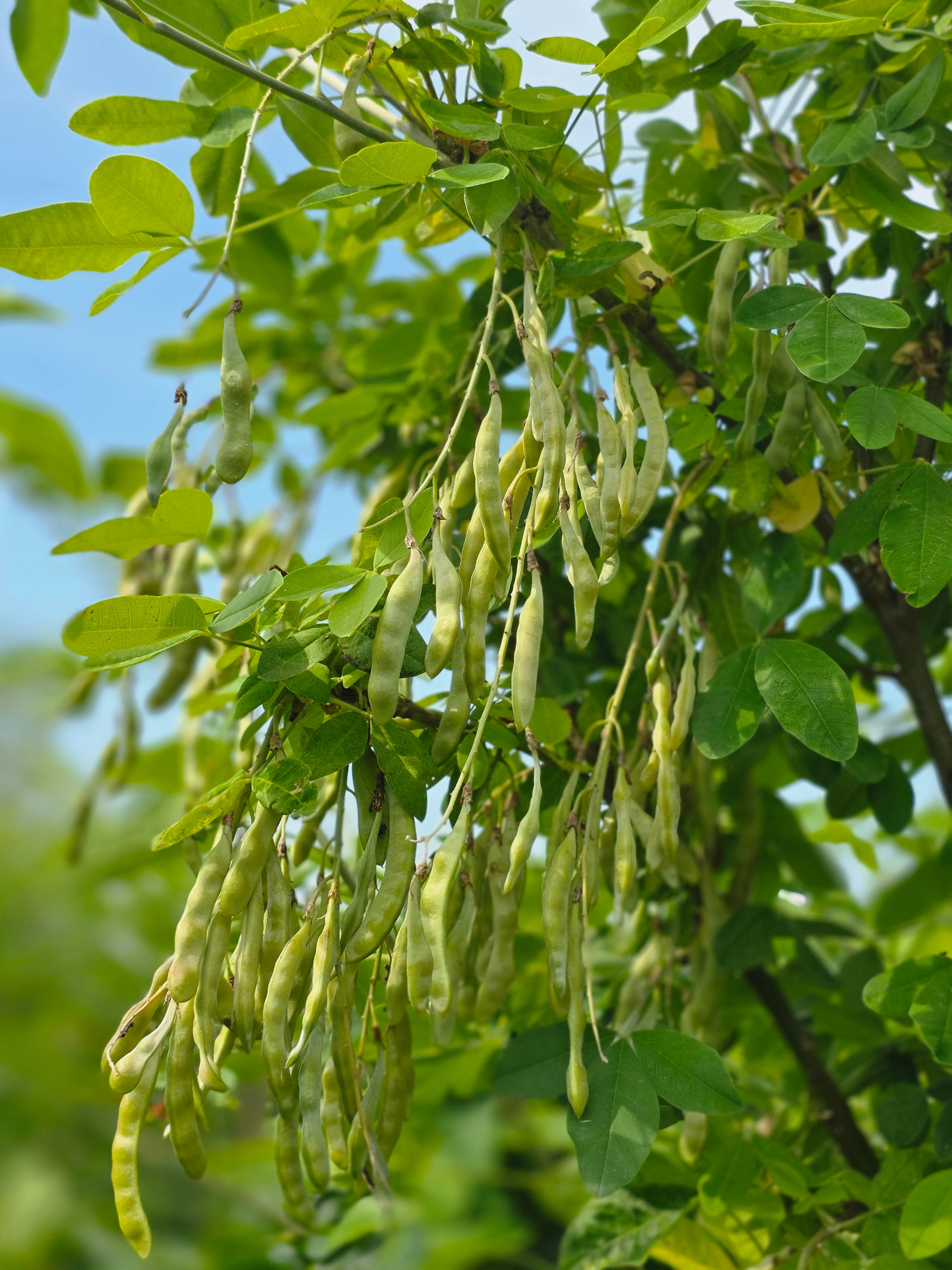 Gemeiner Goldregen - Laburnum anagyroides