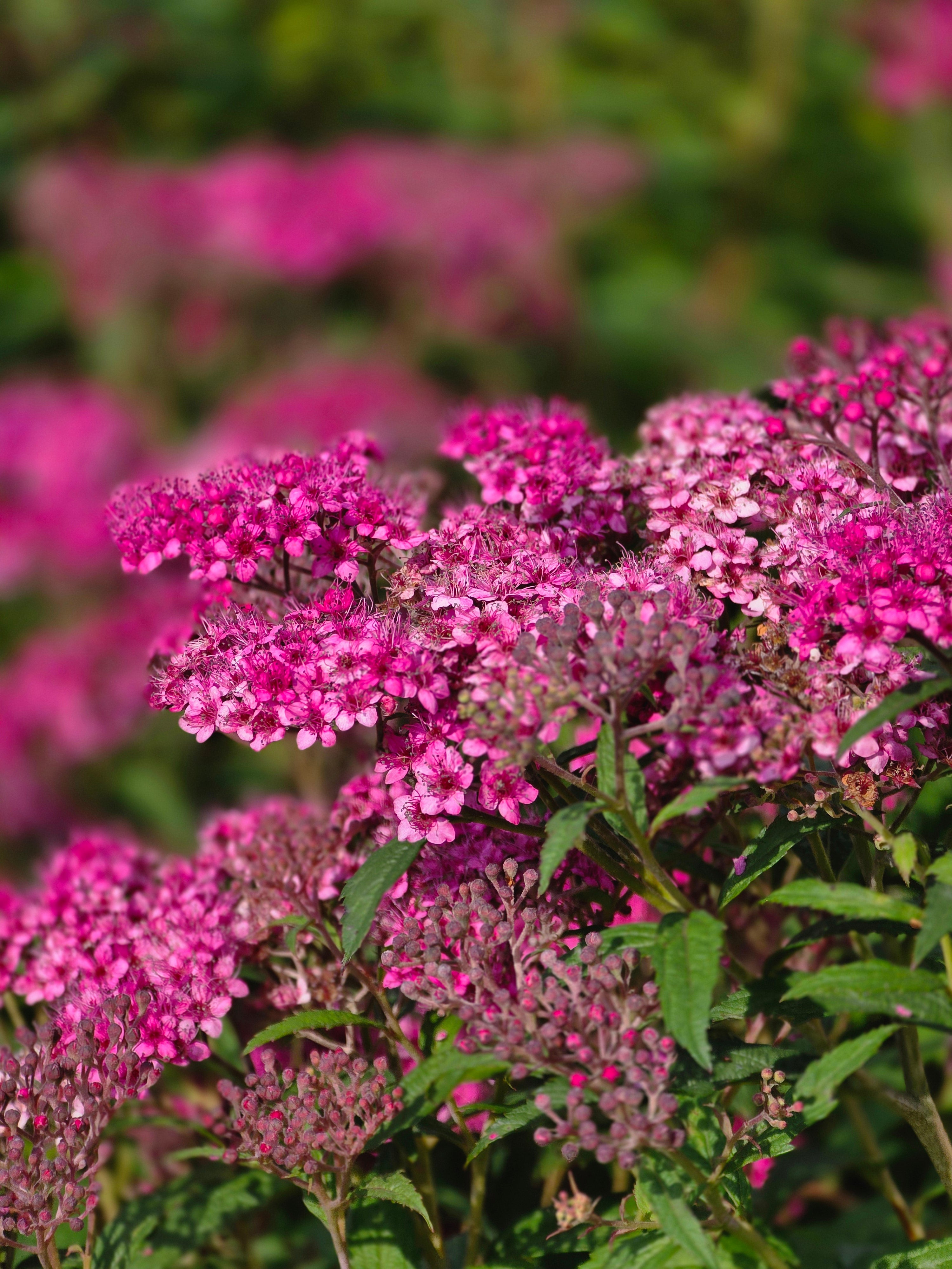 Rote Sommerspiere Anthony Waterer - Spiraea japonica 'Anthony Waterer'