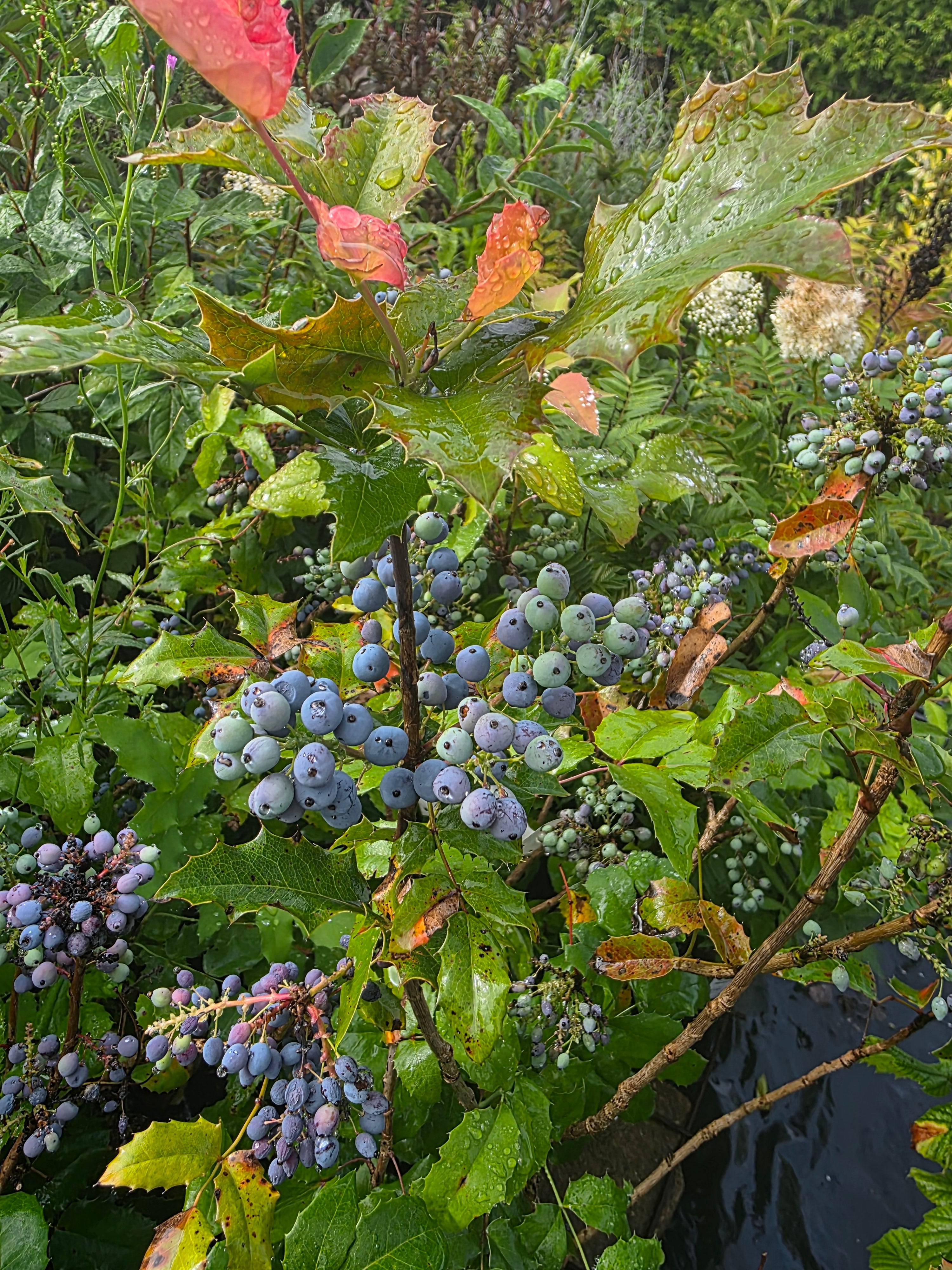 Gewöhnliche Mahonie - Mahonia aquifolium