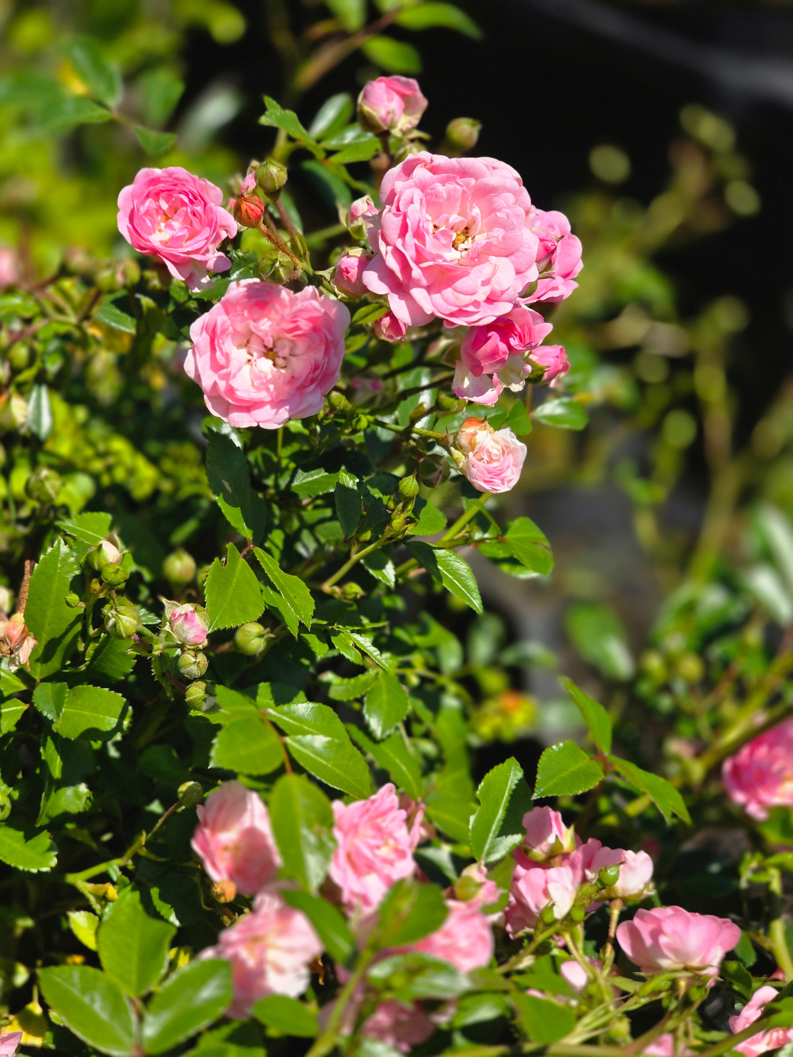 Englische Bodendeckende Rose 'The Fairy' - Rosa 'The Fairy' BDR