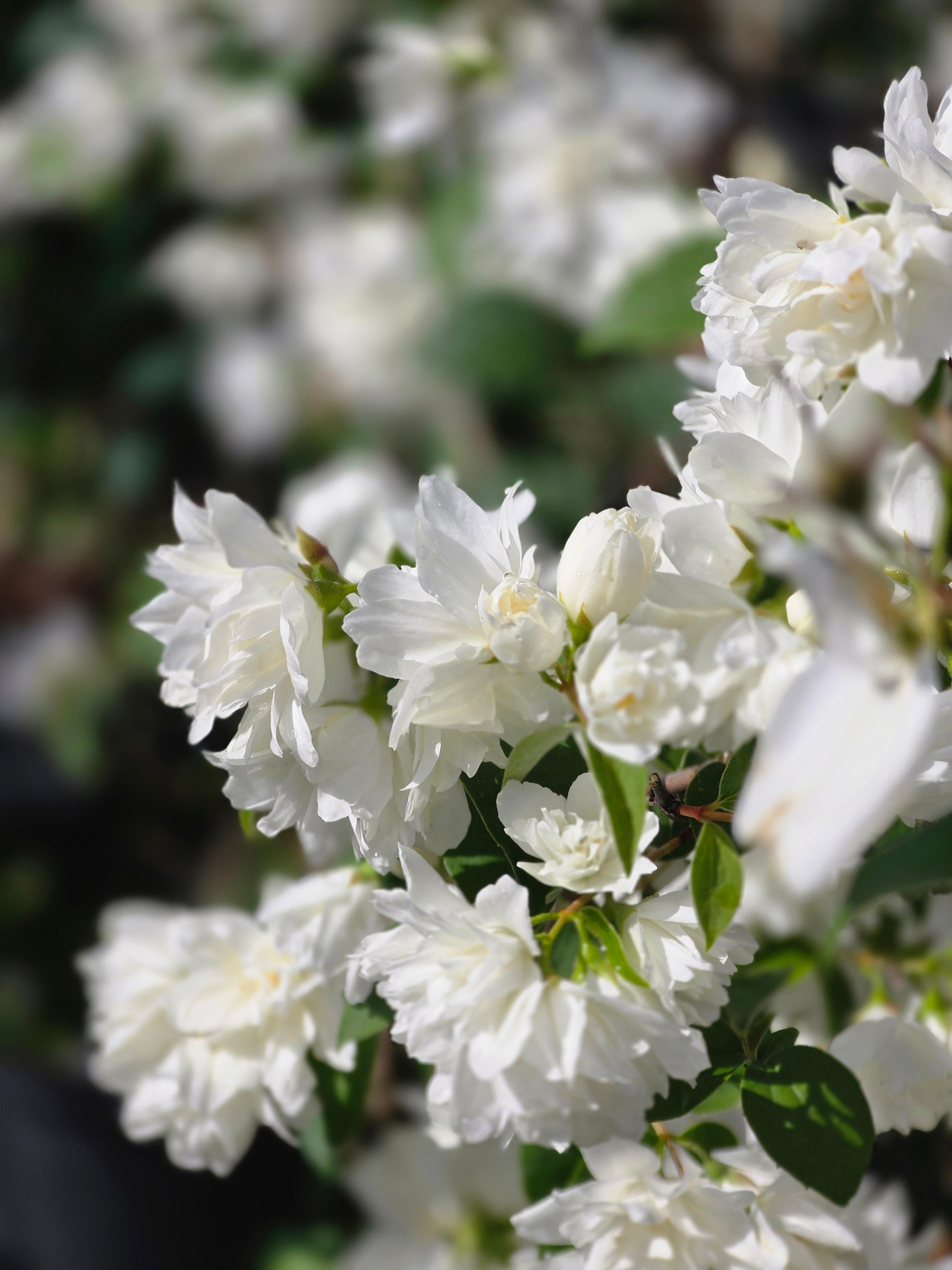 Gefüllter Gartenjasmin 'Schneesturm' - Philadelphus 'Schneesturm'