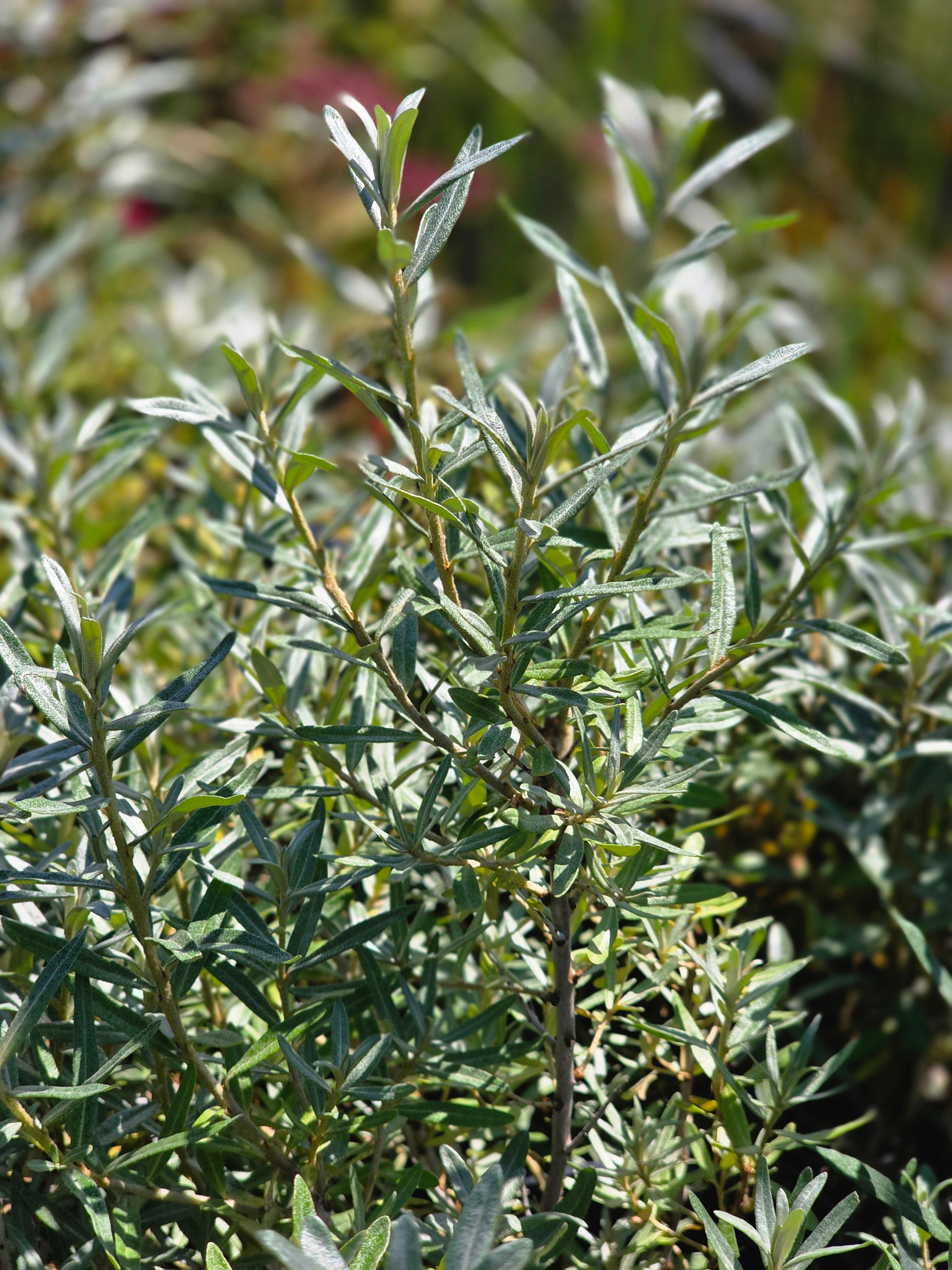 Sanddorn, weibl.'Leikora' - Hippophae rhamnoides 'Leikora'