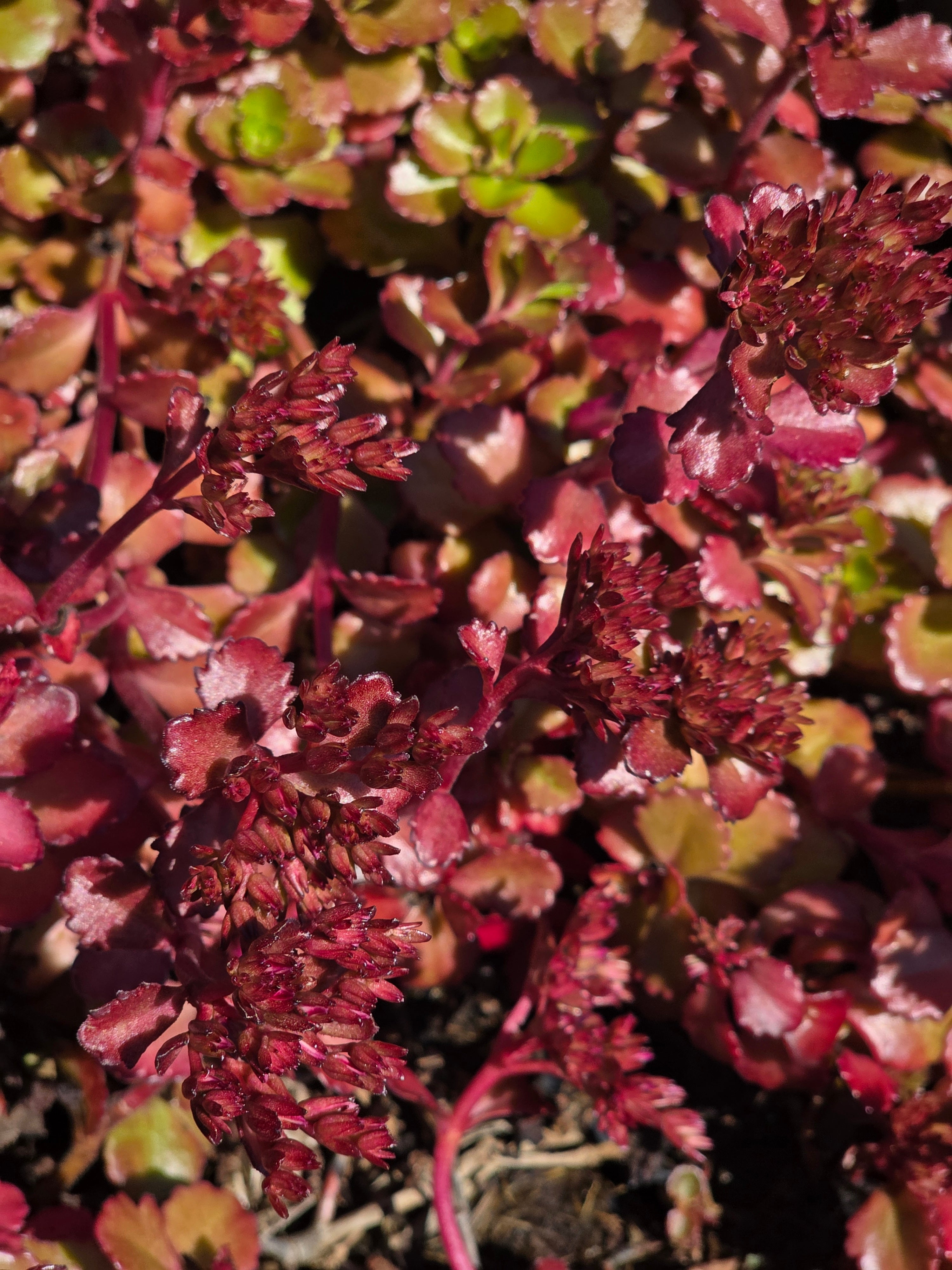Garten-Teppich-Fettblatt Fuldaglut - Sedum spurium 'Fuldaglut'