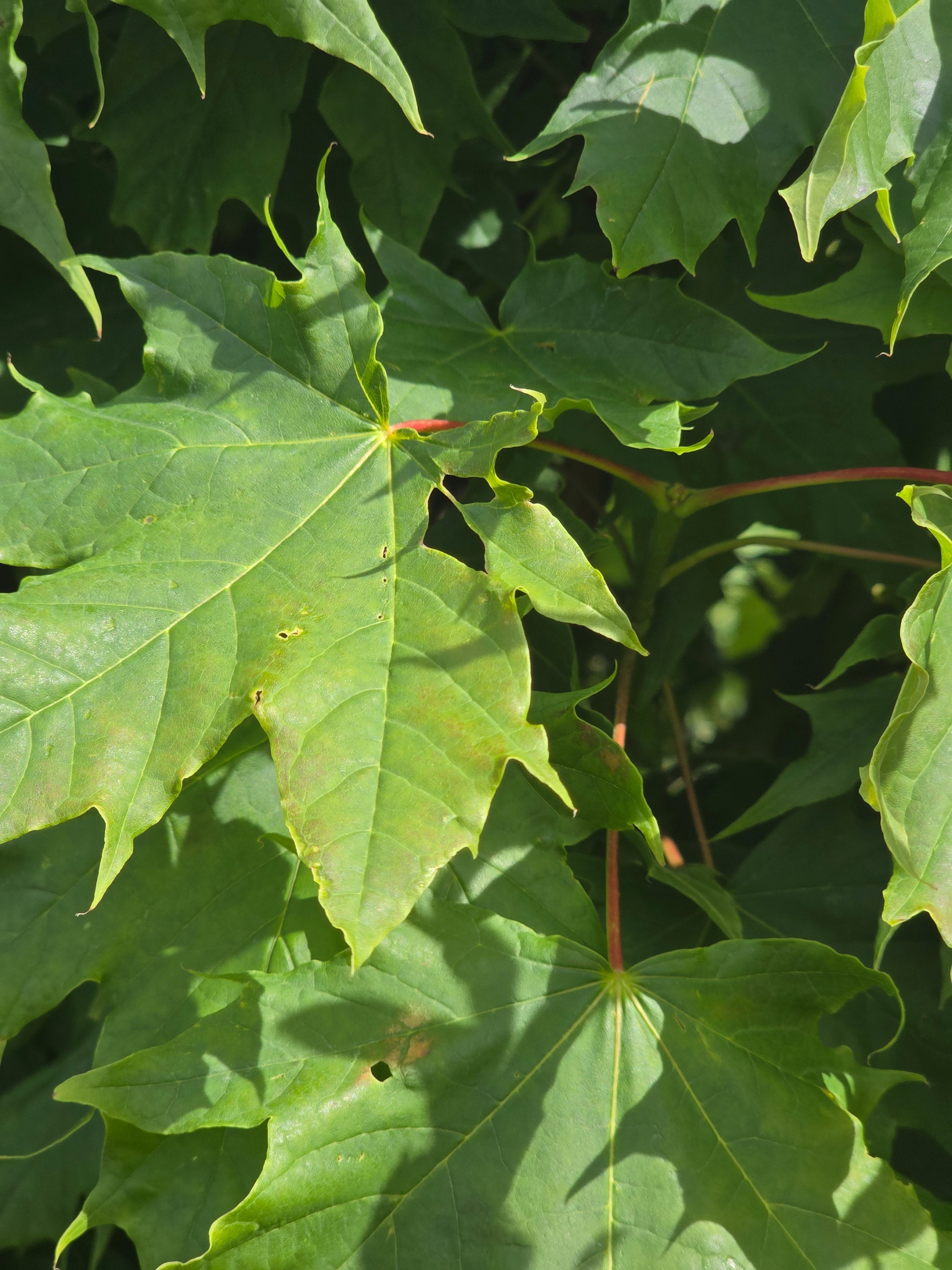 Spitzahorn - Acer platanoides