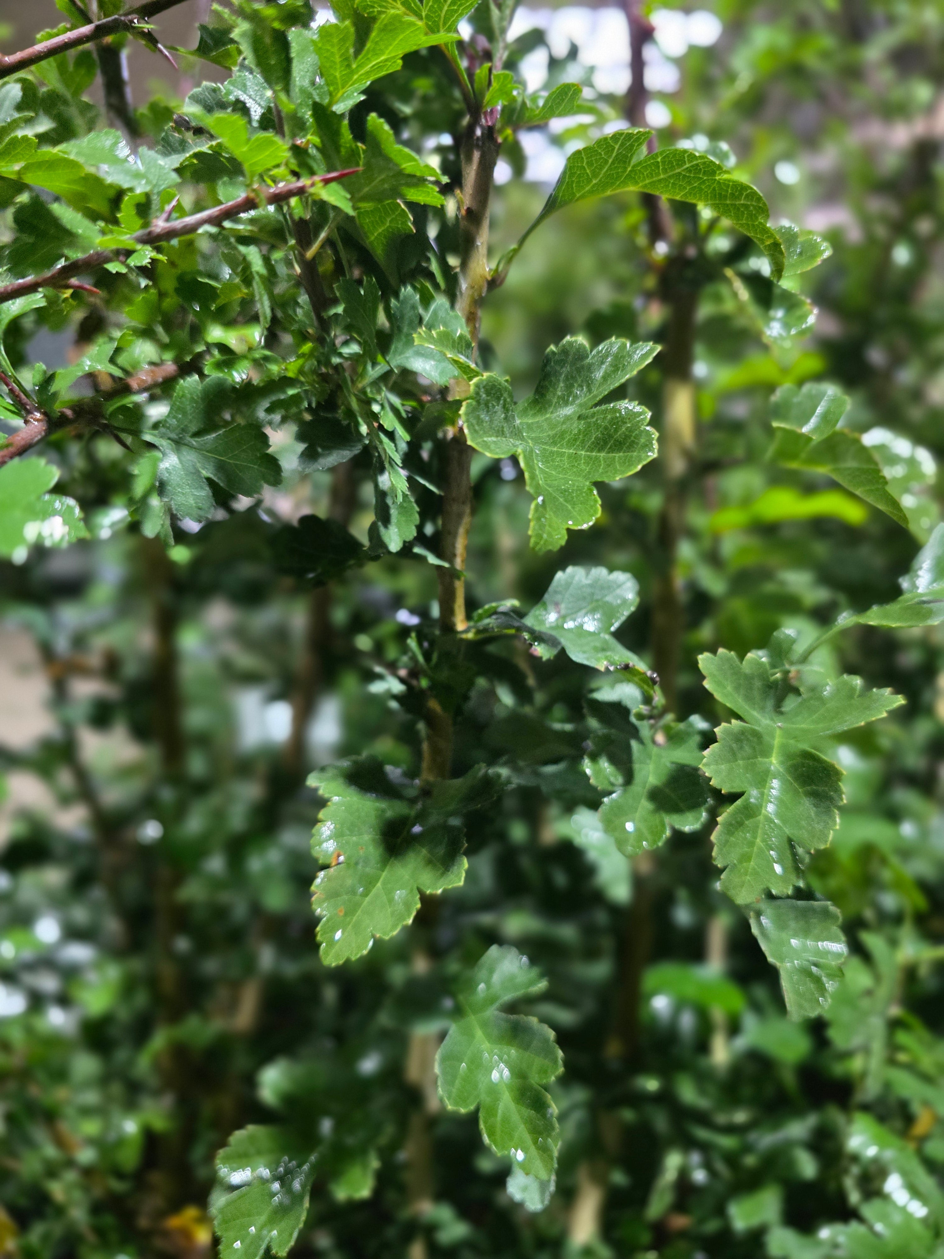 Eingriffeliger Weißdorn - Crataegus monogyna