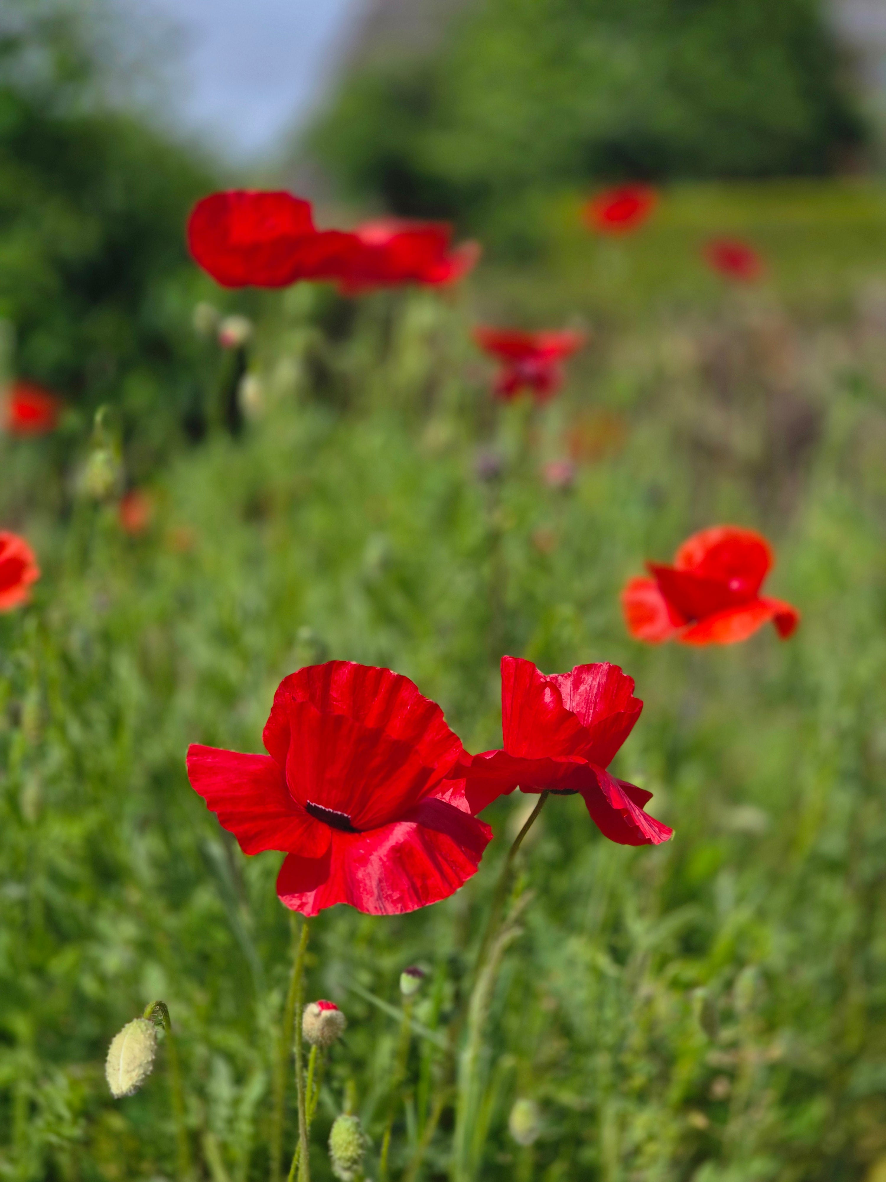 Orientalischer Garten-Mohn Beauty of Livermere - Papaver orientale 'Beauty of Livermere'