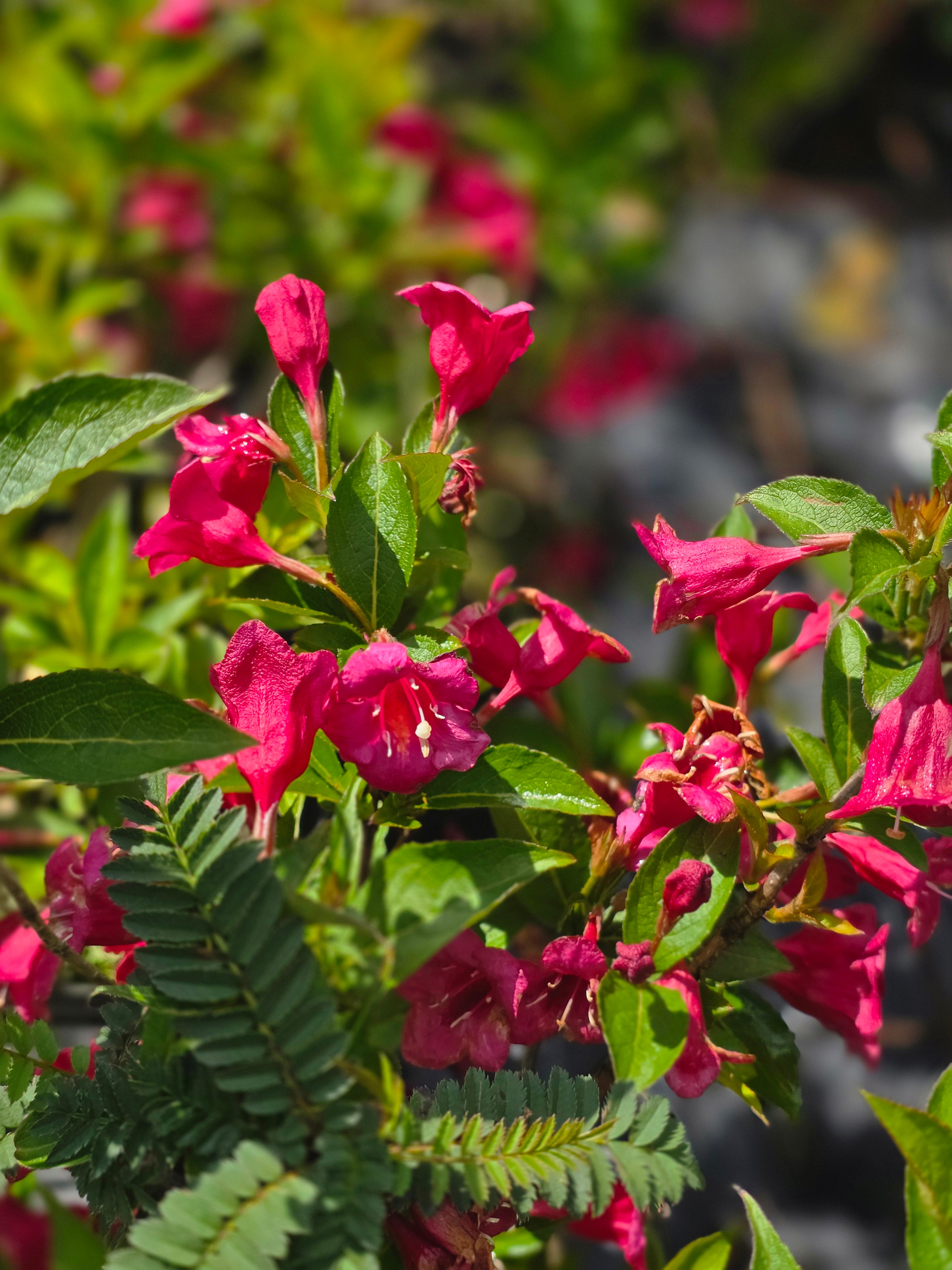 Weigelie 'Eva Rathke' - Weigela 'Eva Rathke'