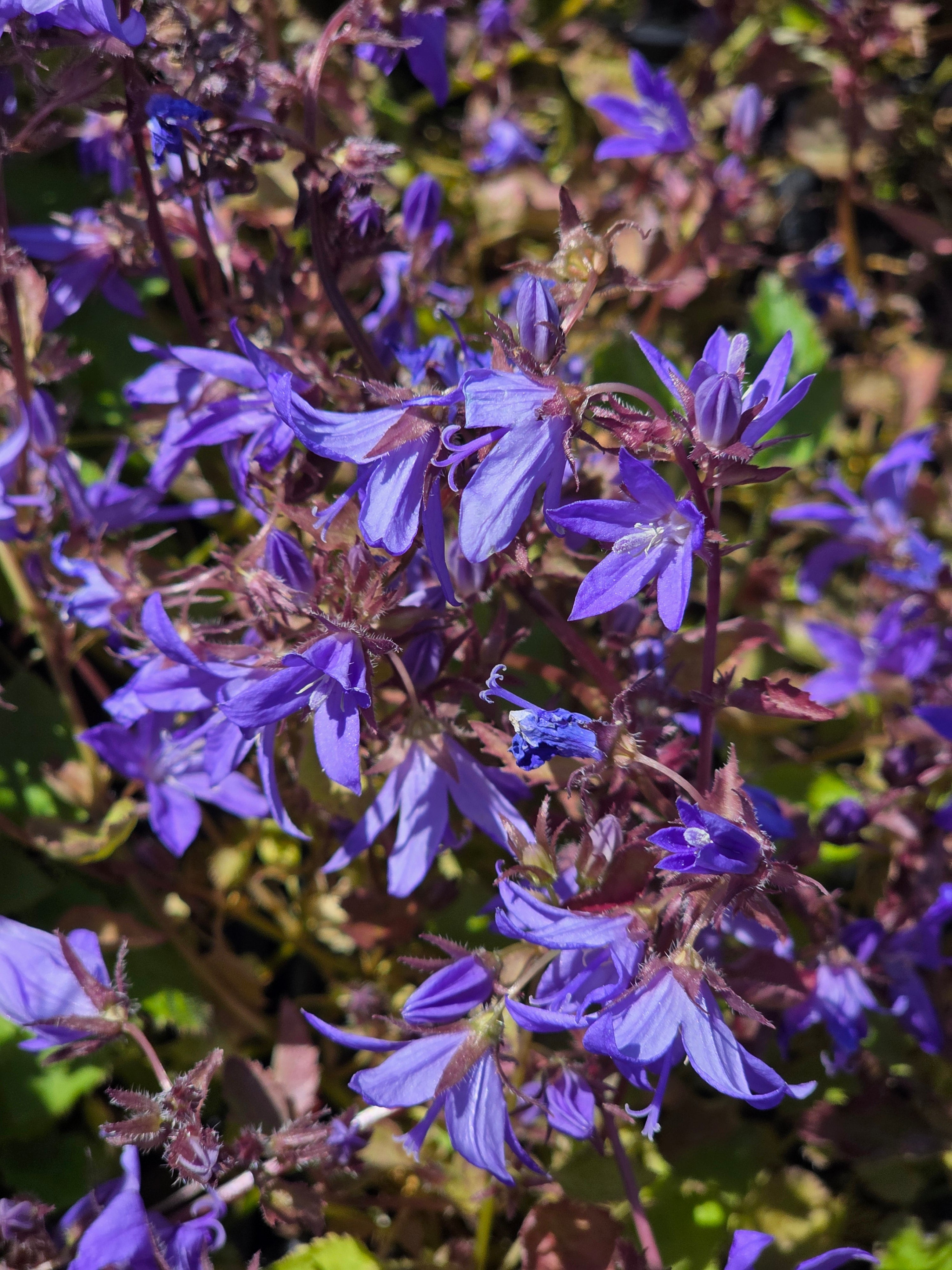 Hängepolster-Glockenblume - Campanula poscharskyana