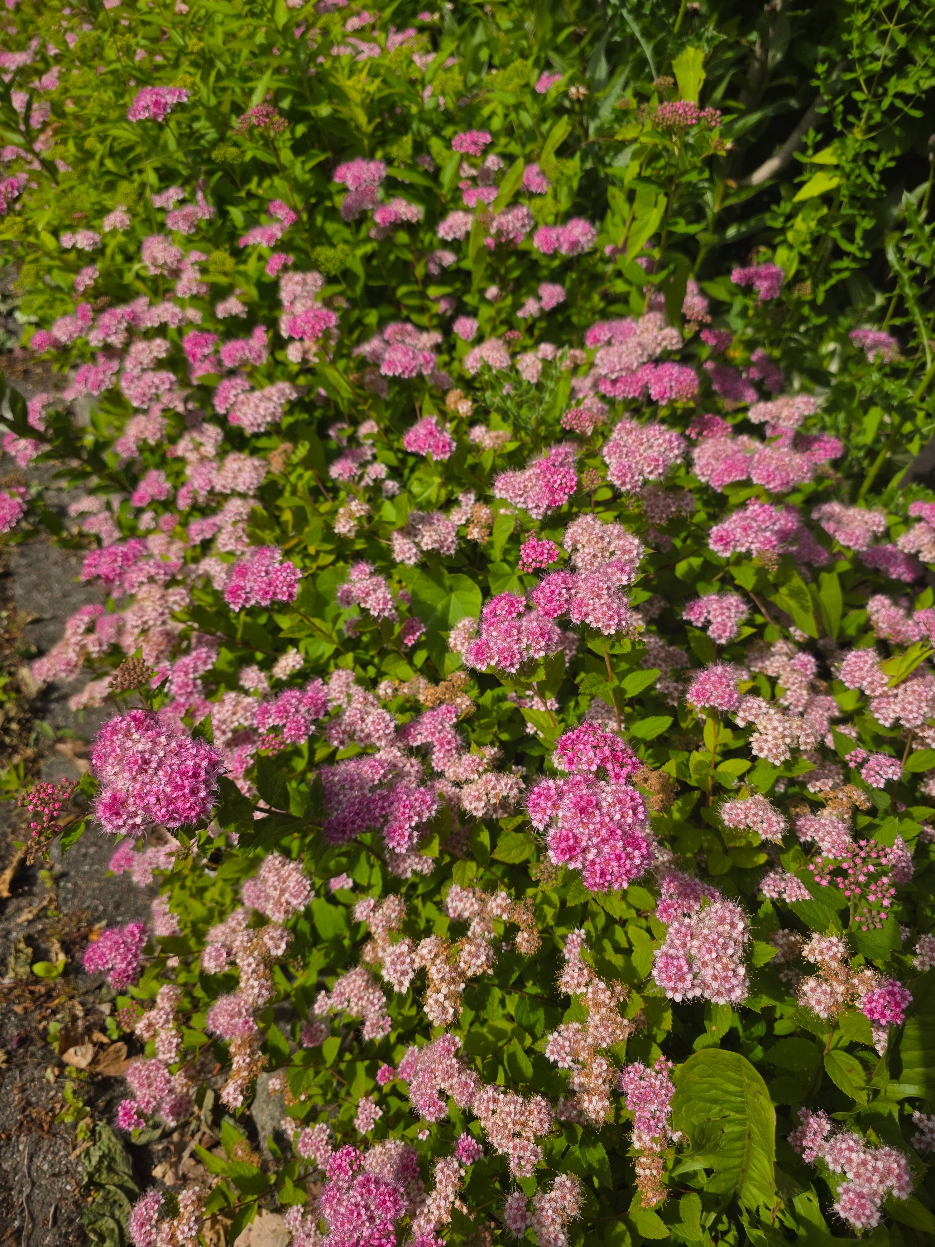 Rosa Zwergspiere - Spiraea japonica 'Little Princess'