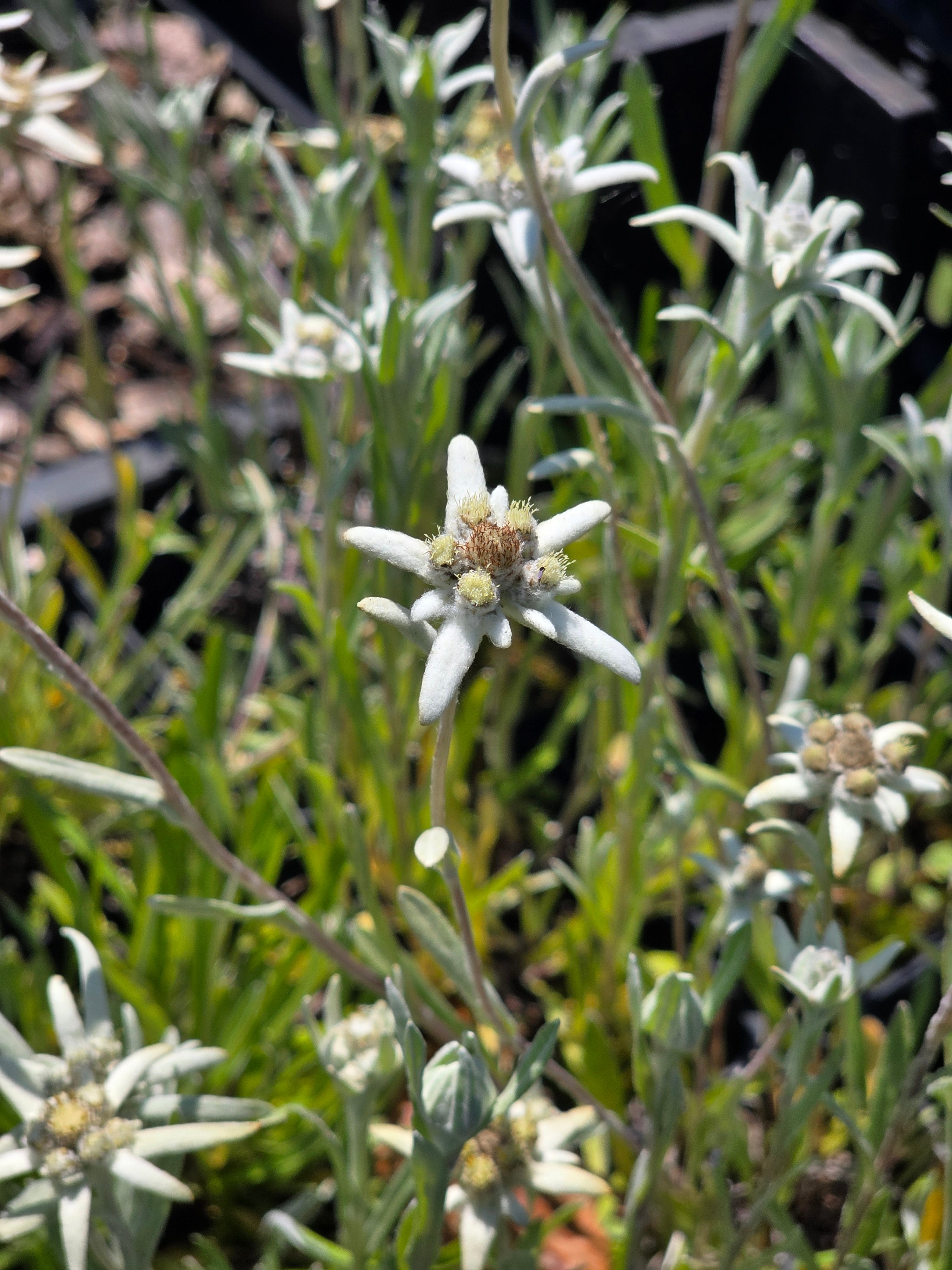 Alpen-Edelweiß - Leontopodium alpinum