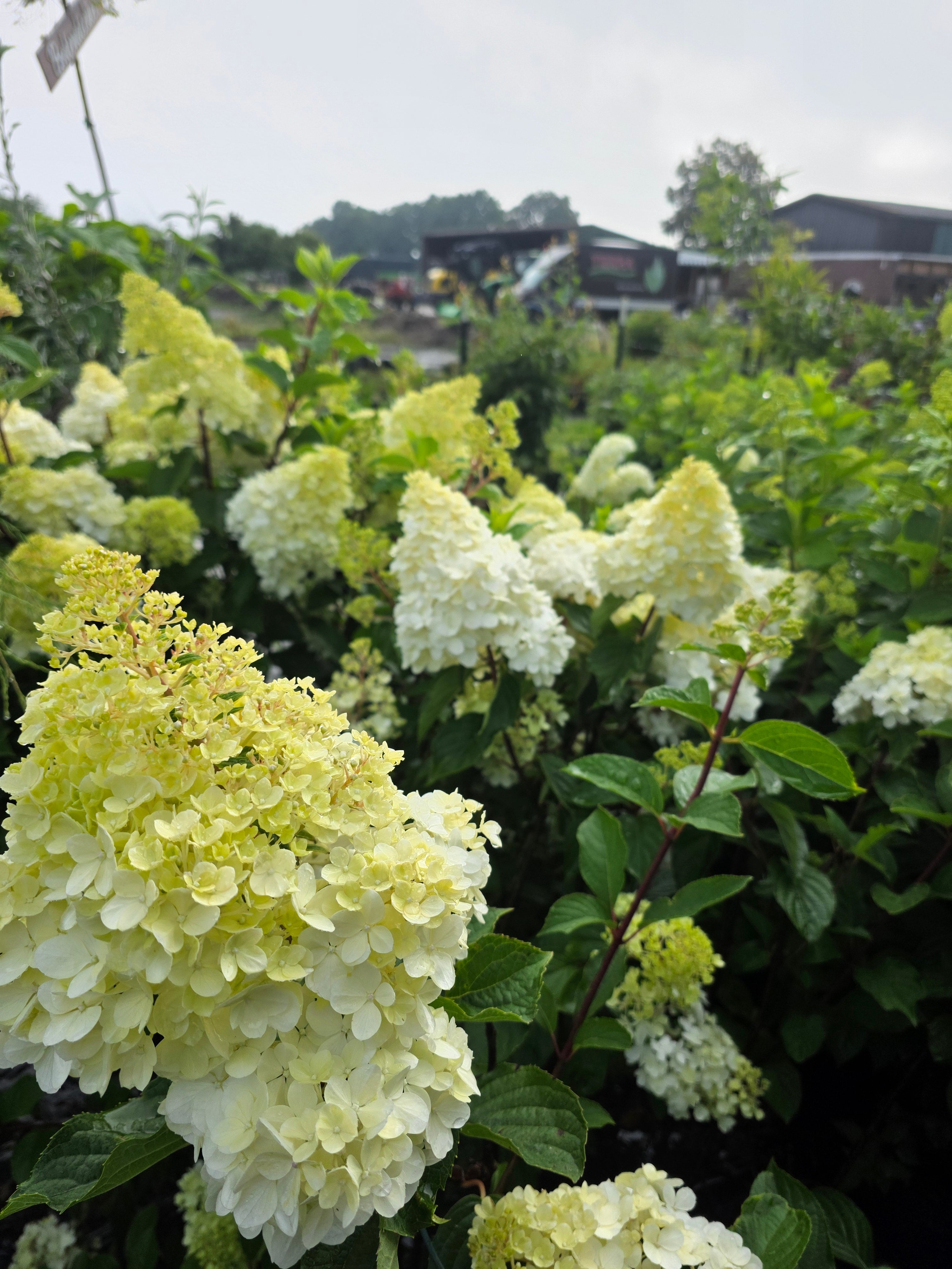 Strauchhortensie 'Grandiflora' - Hydrangea arborescens 'Grandiflora'