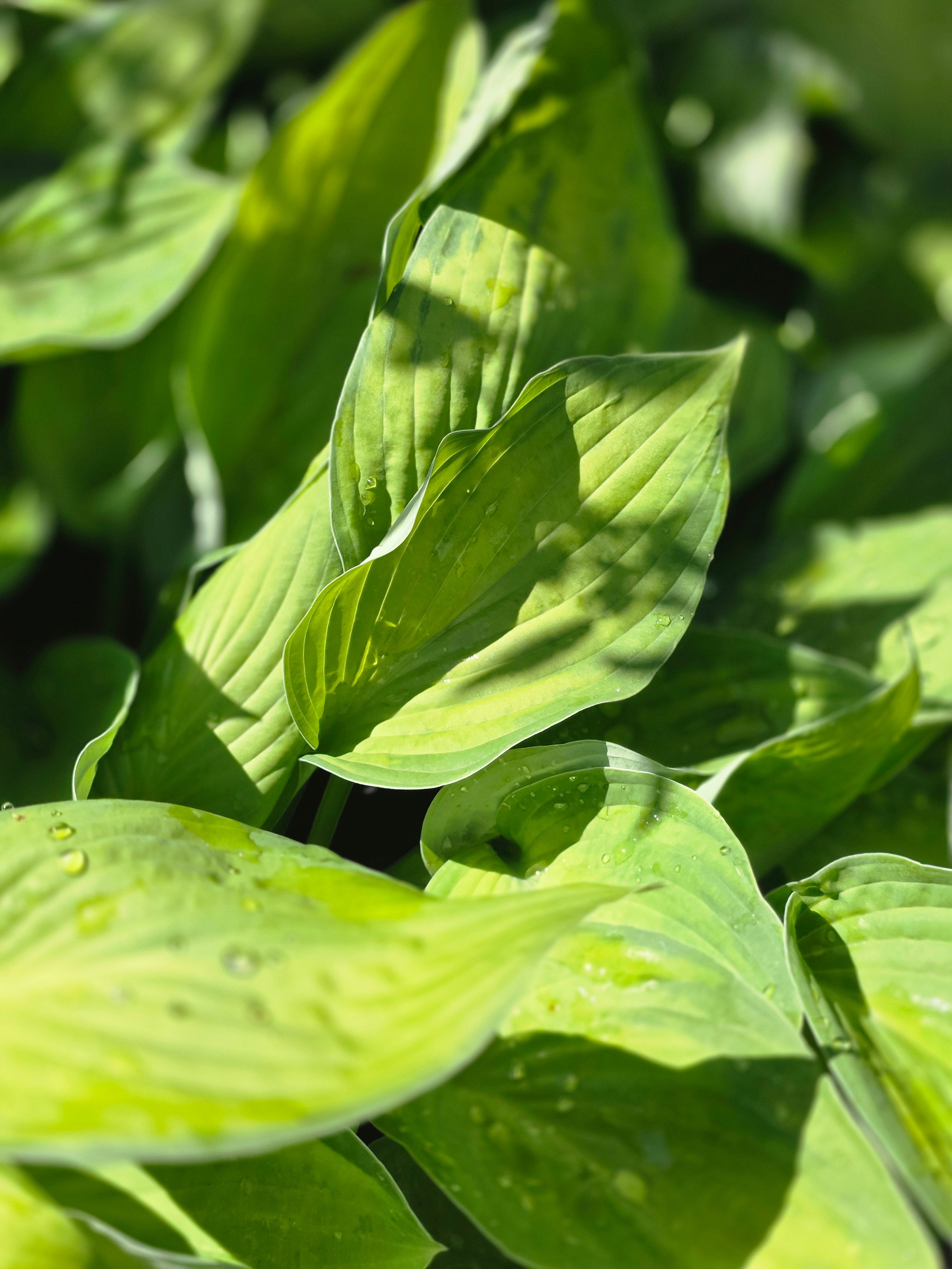 Graublättrige, gelbgrüne Garten-Funkie Gold Standard - Hosta x fortunei 'Gold Standard'