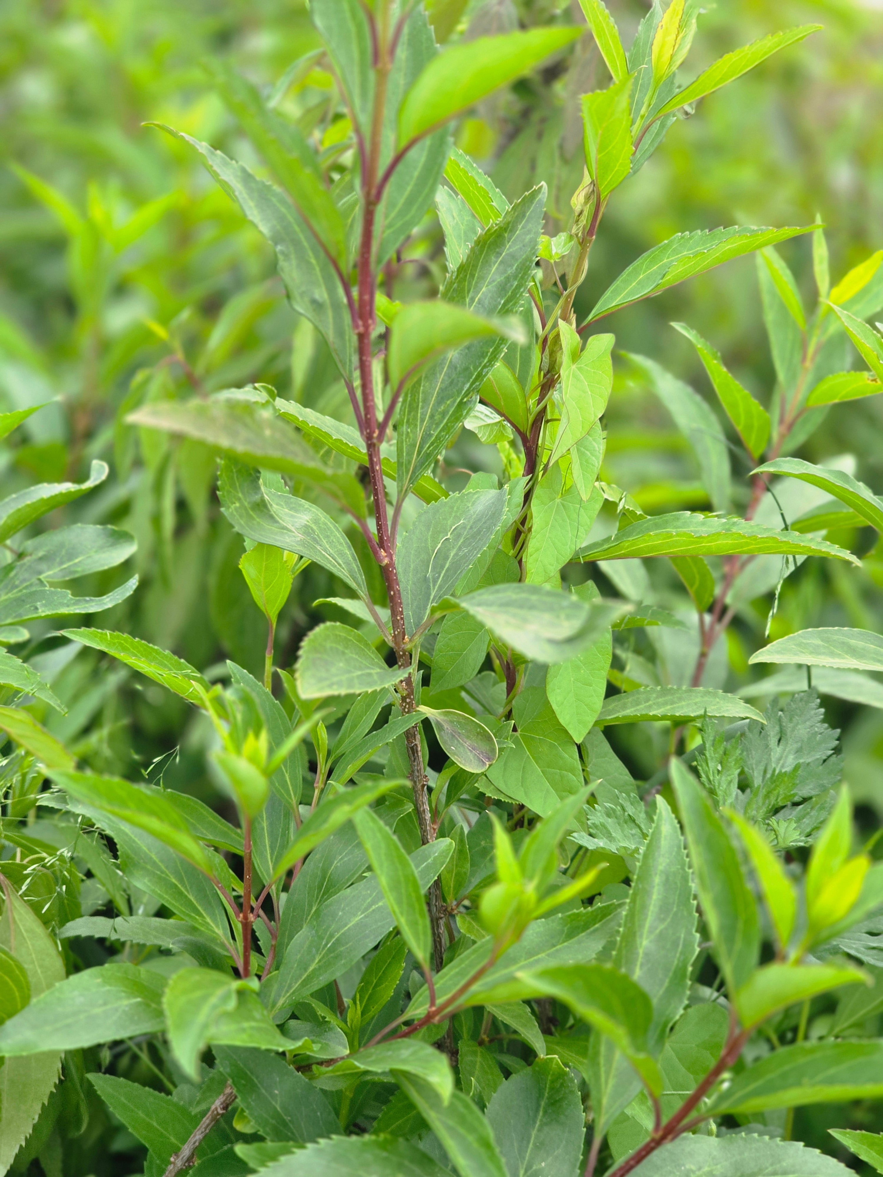 Forsythie 'Spectabilis' - Forsythia intermedia 'Spectabilis'