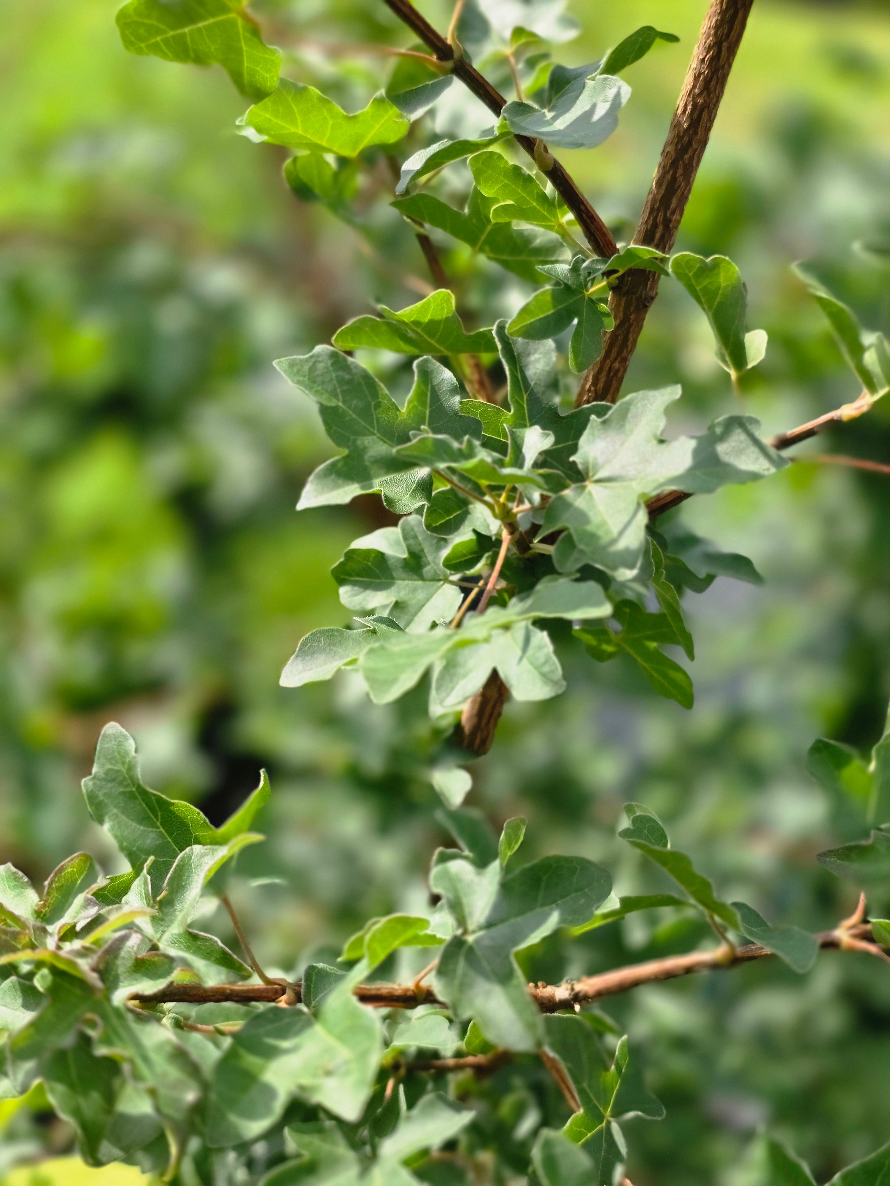Feldahorn - Acer campestre