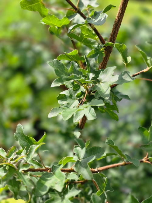 Feldahorn - Acer campestre