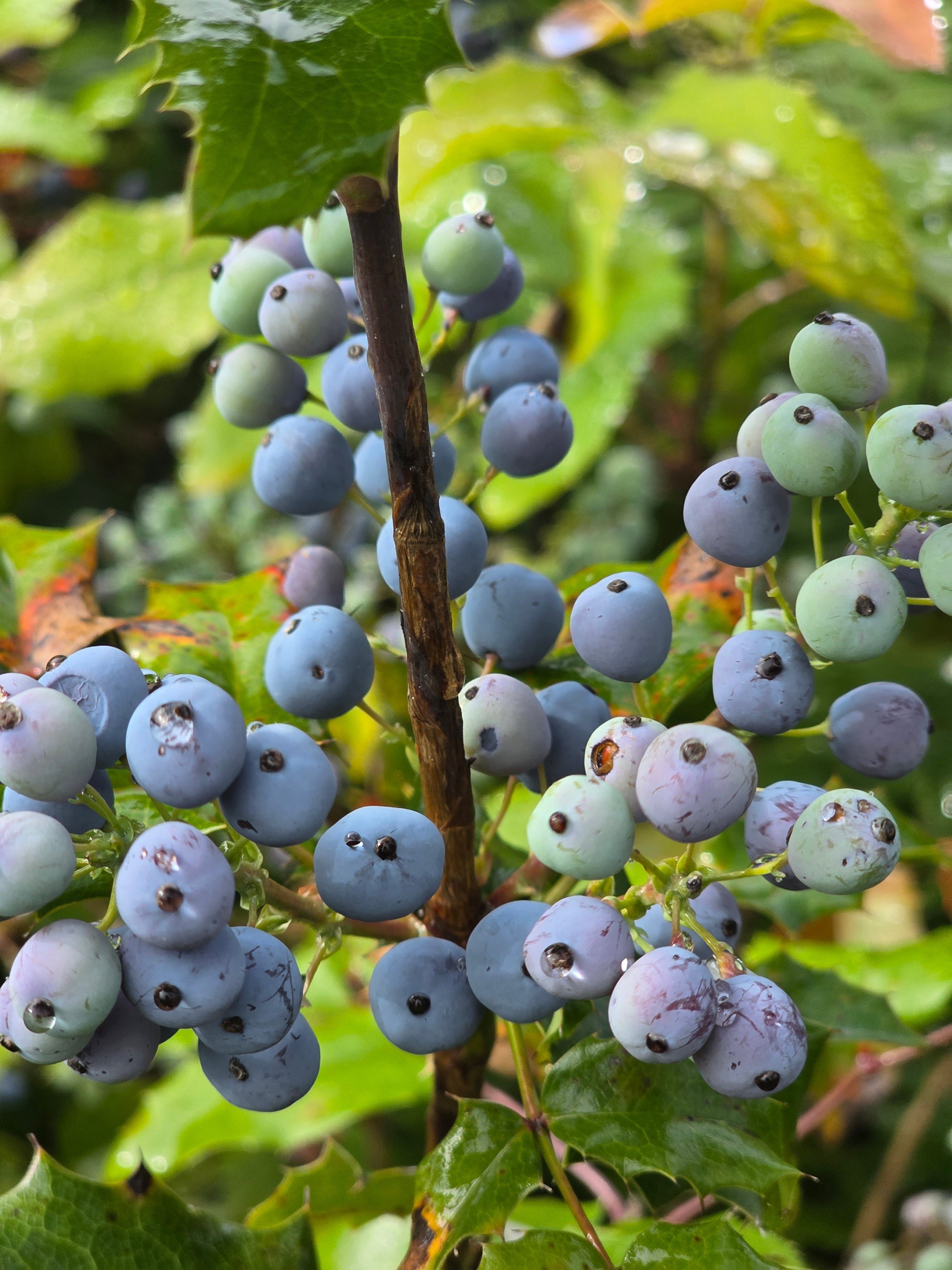 Gewöhnliche Mahonie - Mahonia aquifolium