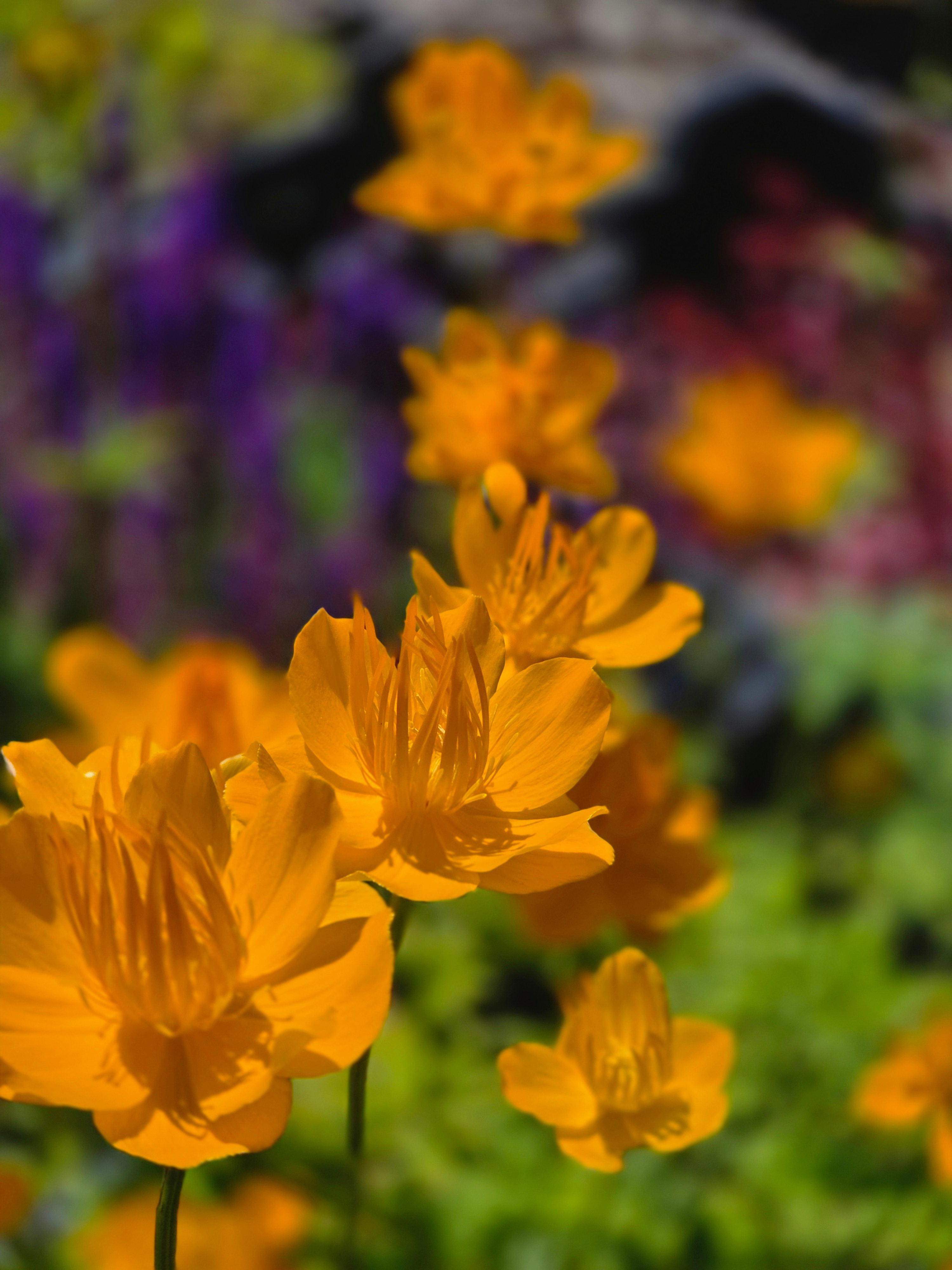Garten-Trollblume - Trollius chinensis 'Golden Queen'