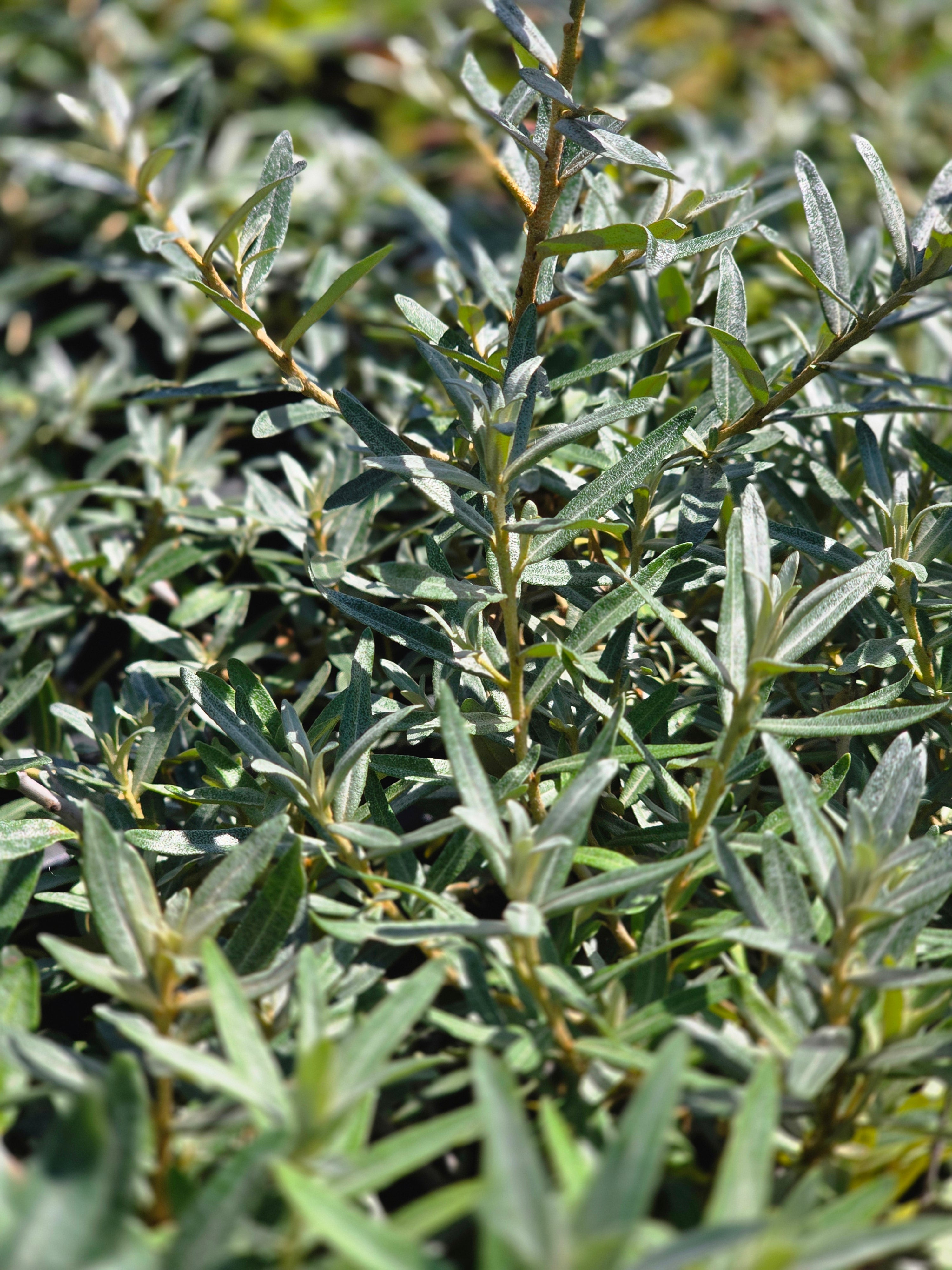 Sanddorn, weibl.'Leikora' - Hippophae rhamnoides 'Leikora'