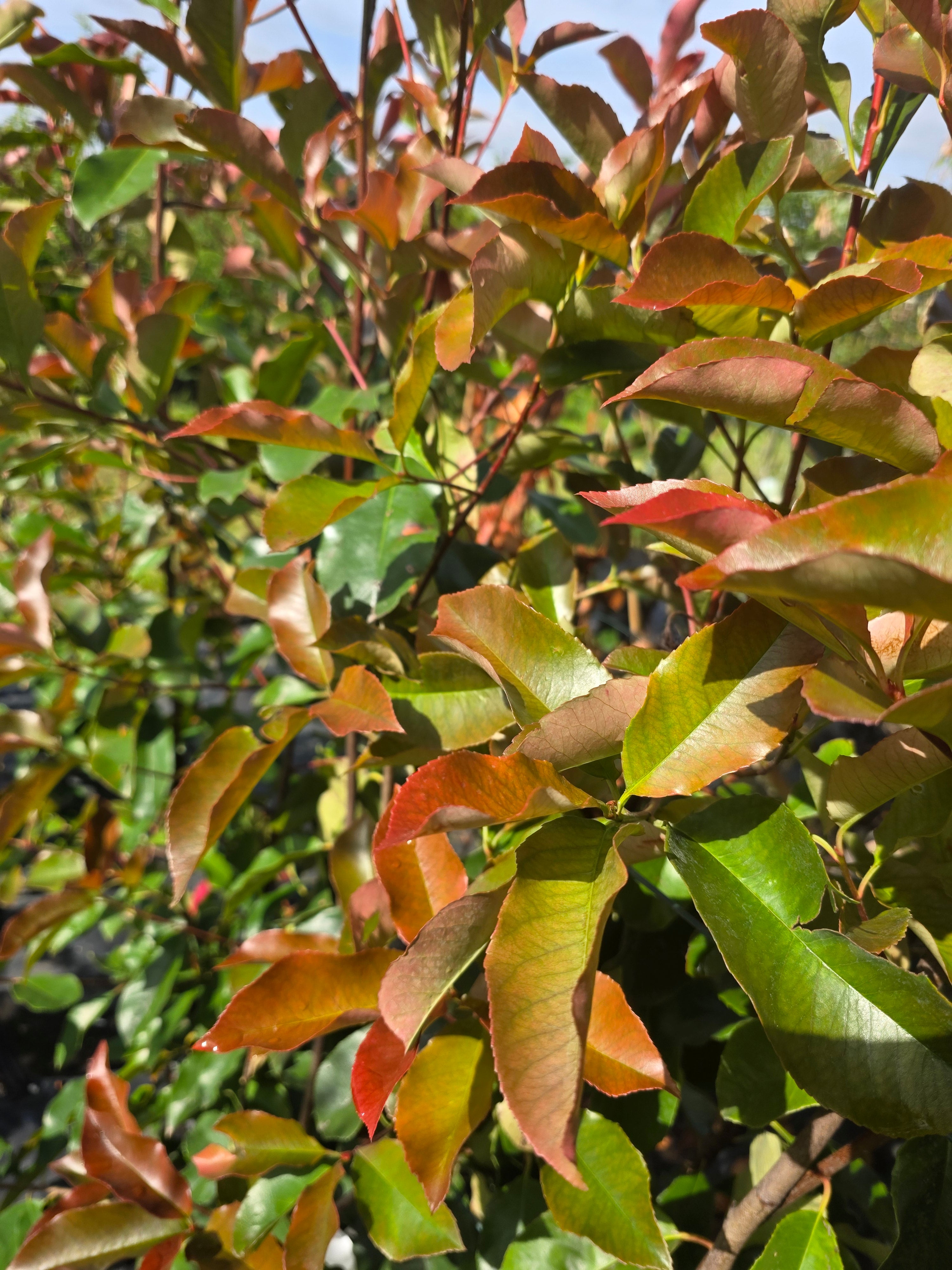 Glanzmispel 'Red Robin' - Photinia fraseri 'Red Robin'
