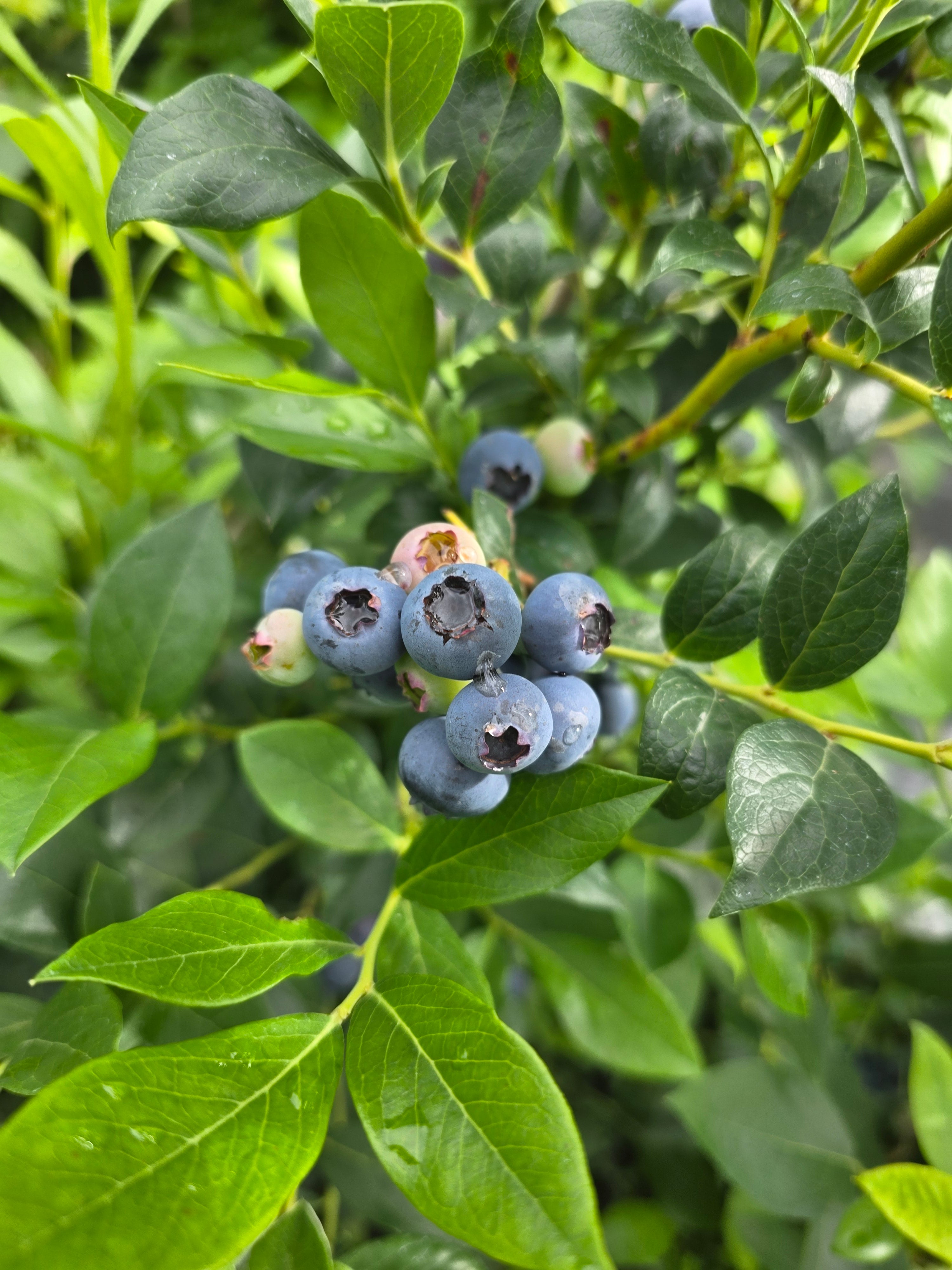 Heidelbeere 'Brigitta' - Vaccinium corymb.'Brigitta'
