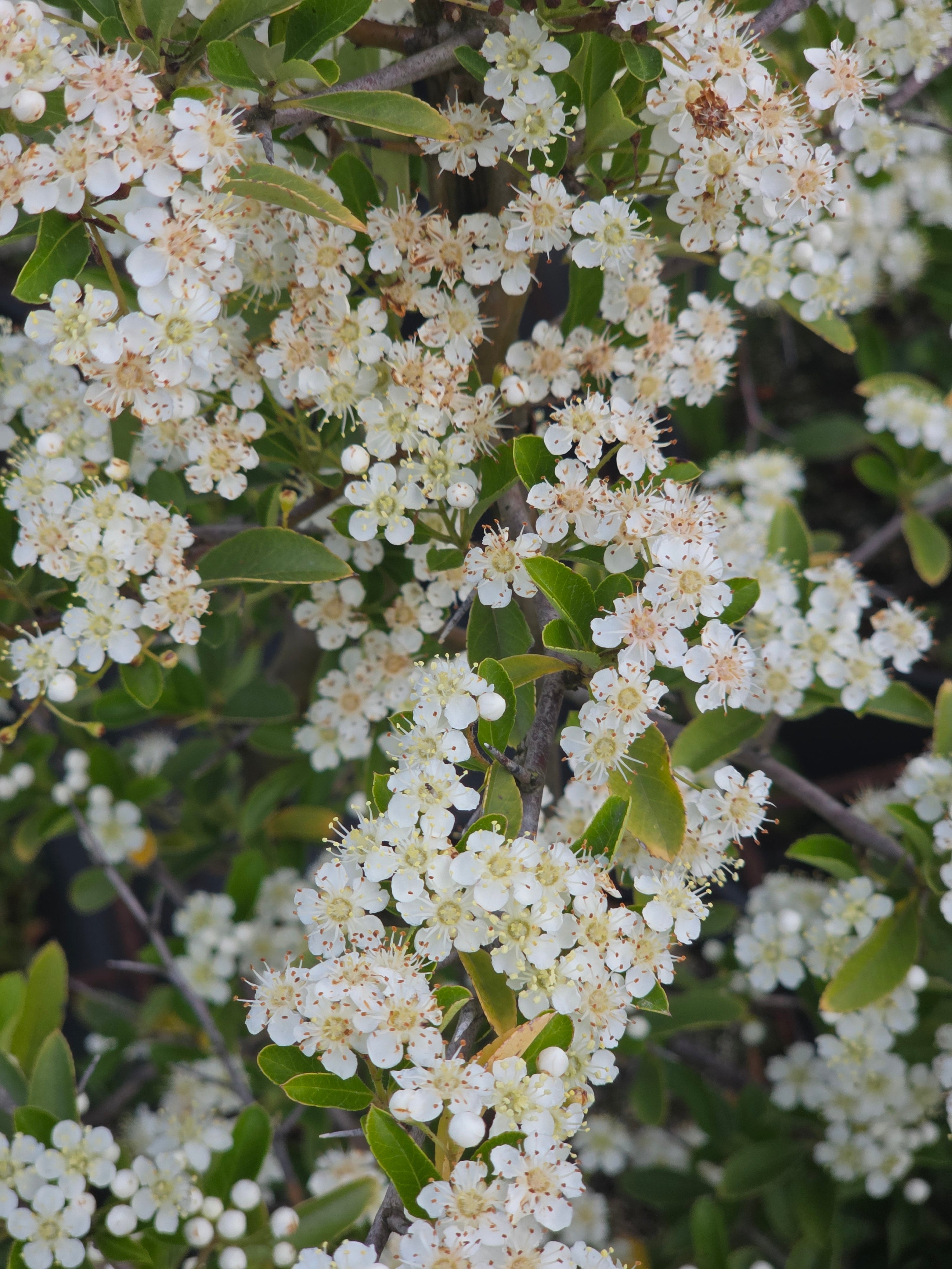 Feuerdorn 'Orange Charmer' - Pyracantha 'Orange Charmer'